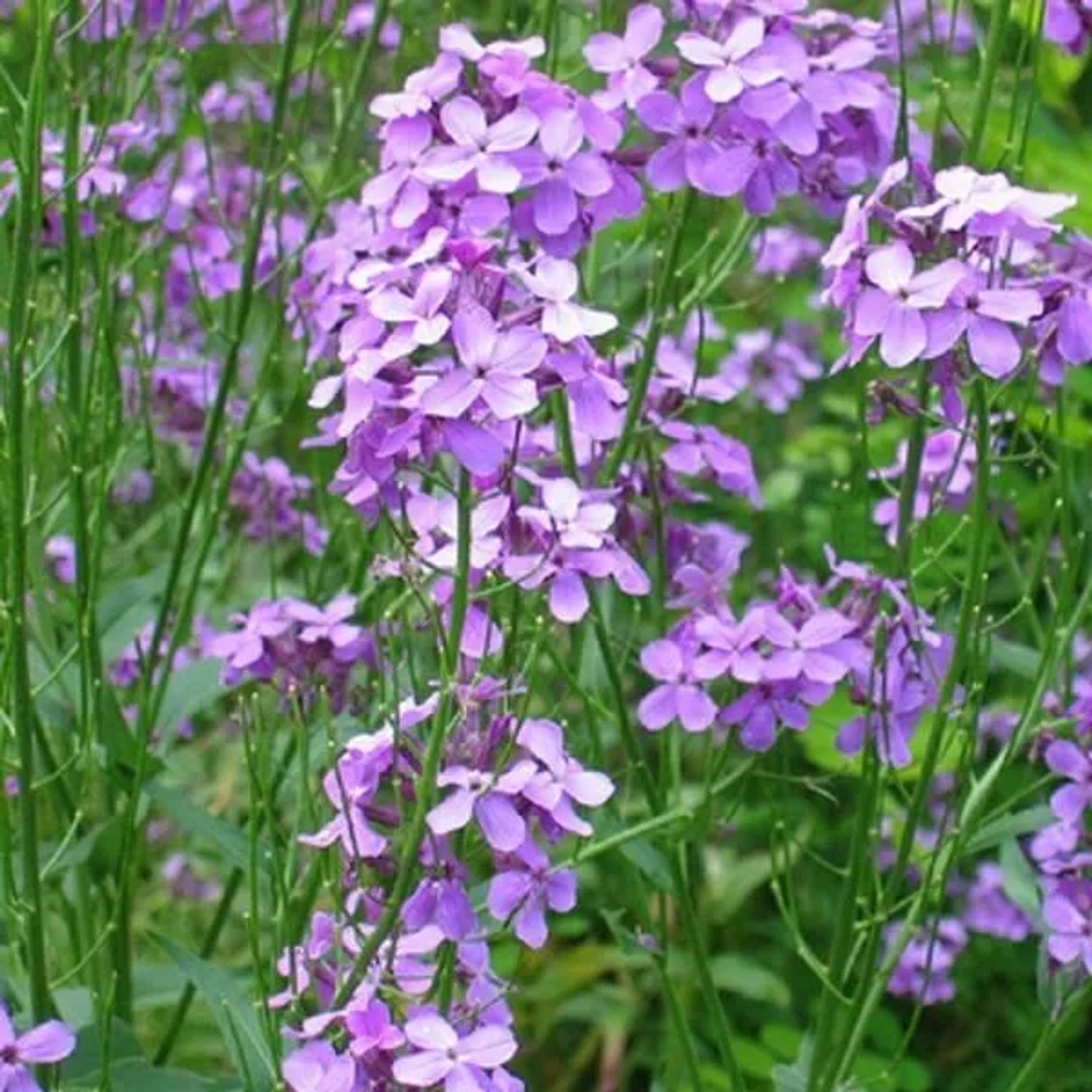 6 x Goldlack 'Bowles Mauve' Erysimum Topf 9cm Lange Blütezeit