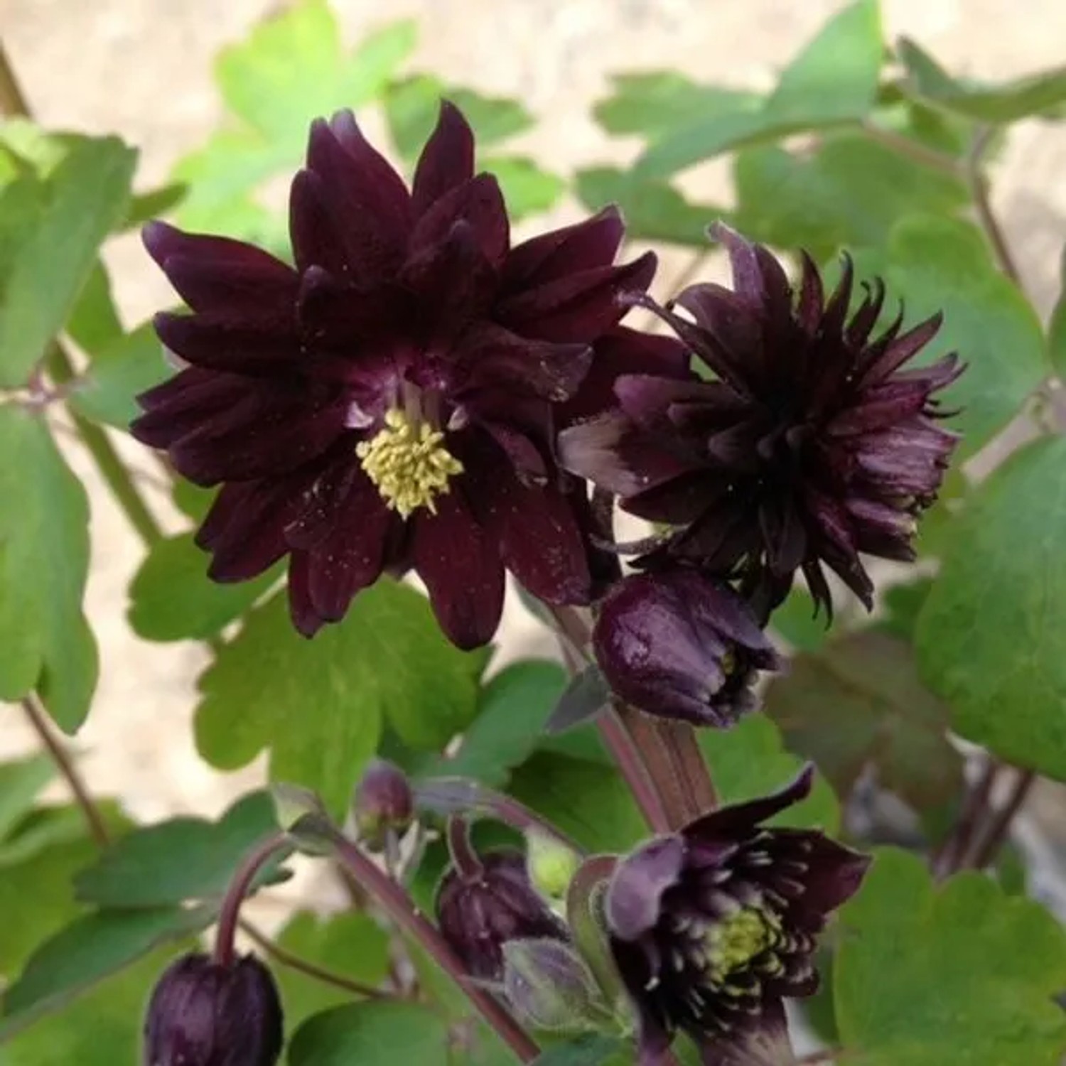 6 x Akelei 'Black Barlow' Aquilegia vulgaris Topf 9cm Gefüllte Blüten