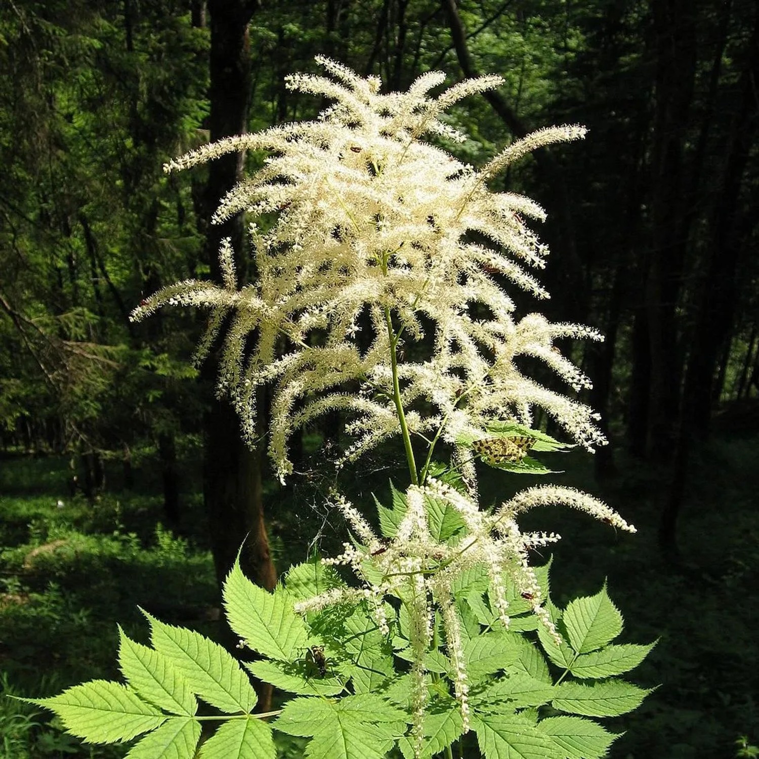 6 x Wald-Geißbart Aruncus dioicus Topf 9cm Weiße Blüten