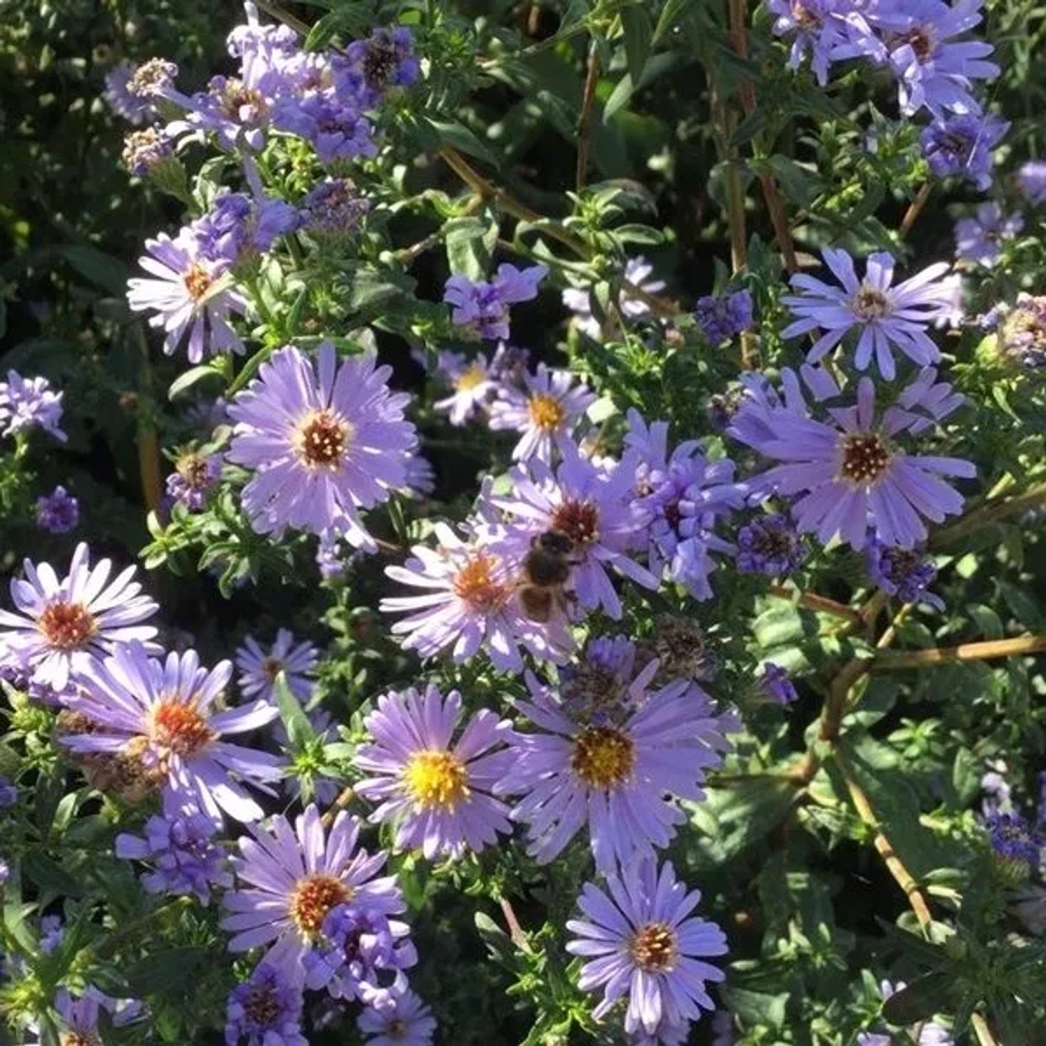 6 x Pyrenäen-Aster 'Lutetia' Aster pyrenaeus Topf 9cm Schmetterlingspflanze