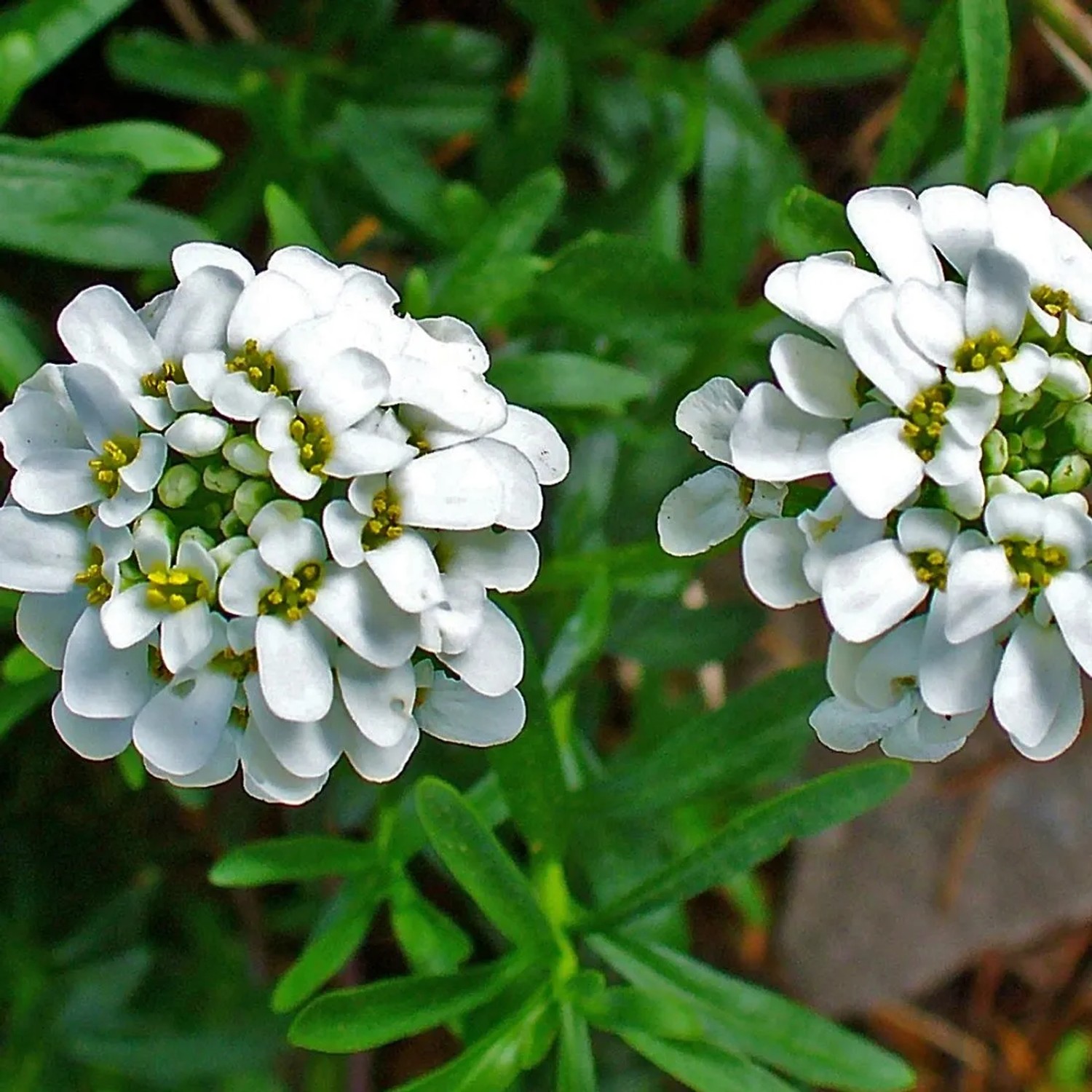 6 x Schleifenblume Iberis Sempervirens Topf 9cm Immergrün