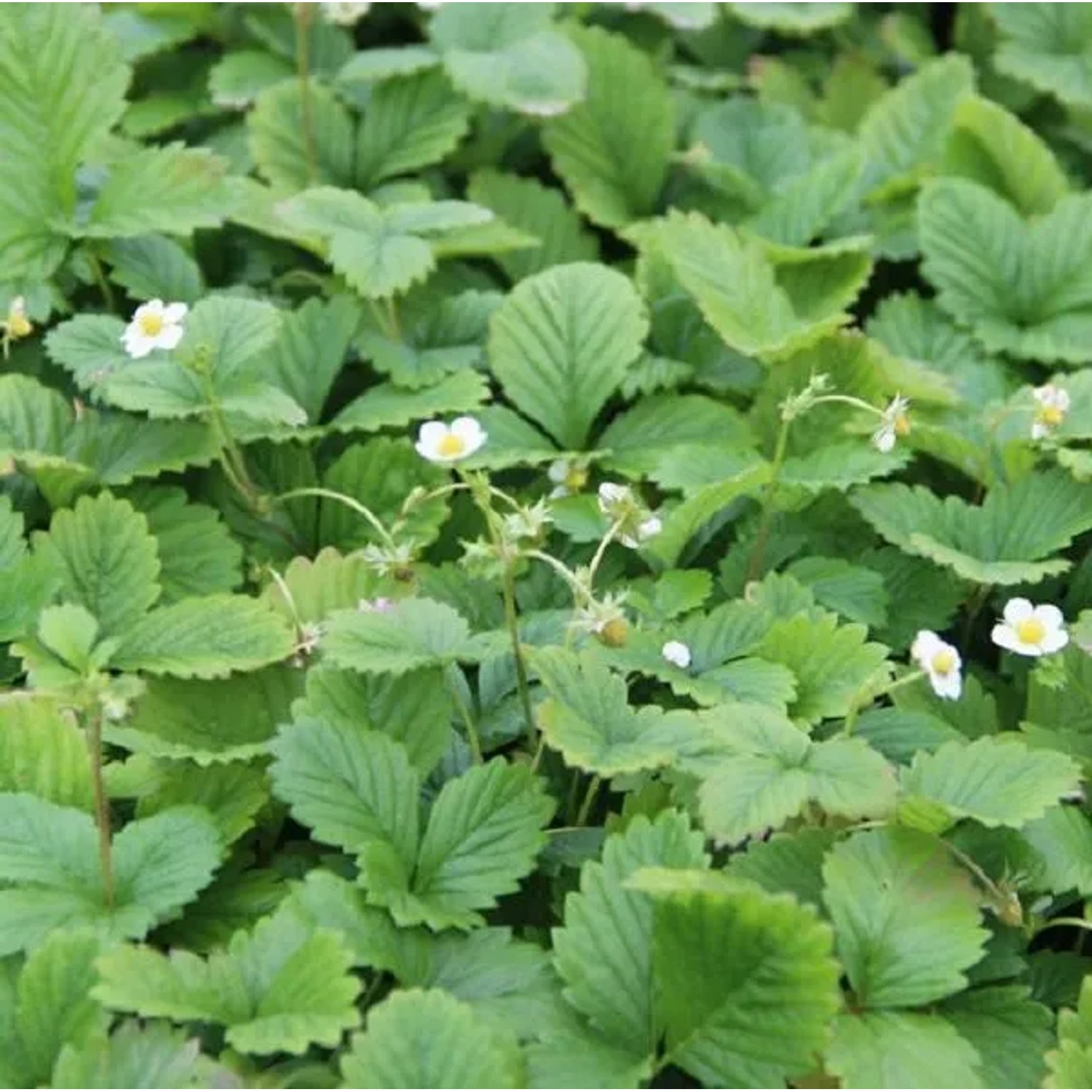 6 x Erdbeere 'Alexandria' Fragaria vesca Topf 9cm Nicht Wuchernd