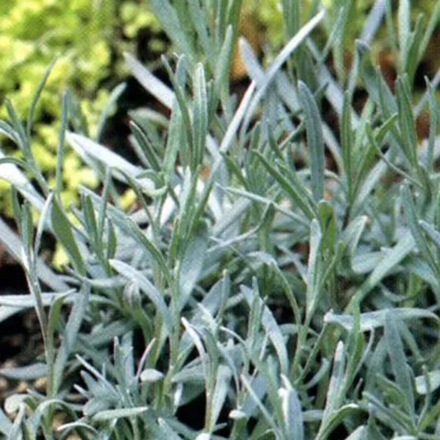 6x Lavendel 'Dutch' Lavandula intermedia Topf 9 cm Stark Duftend