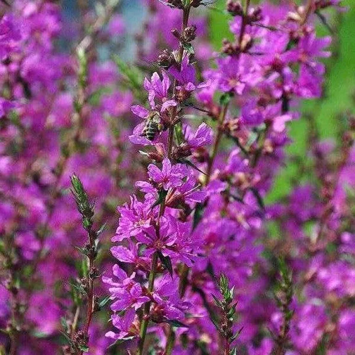 6 x Blut-Weiderich 'Robert' Lythrum salicaria Topf 9cm Beetpflanze