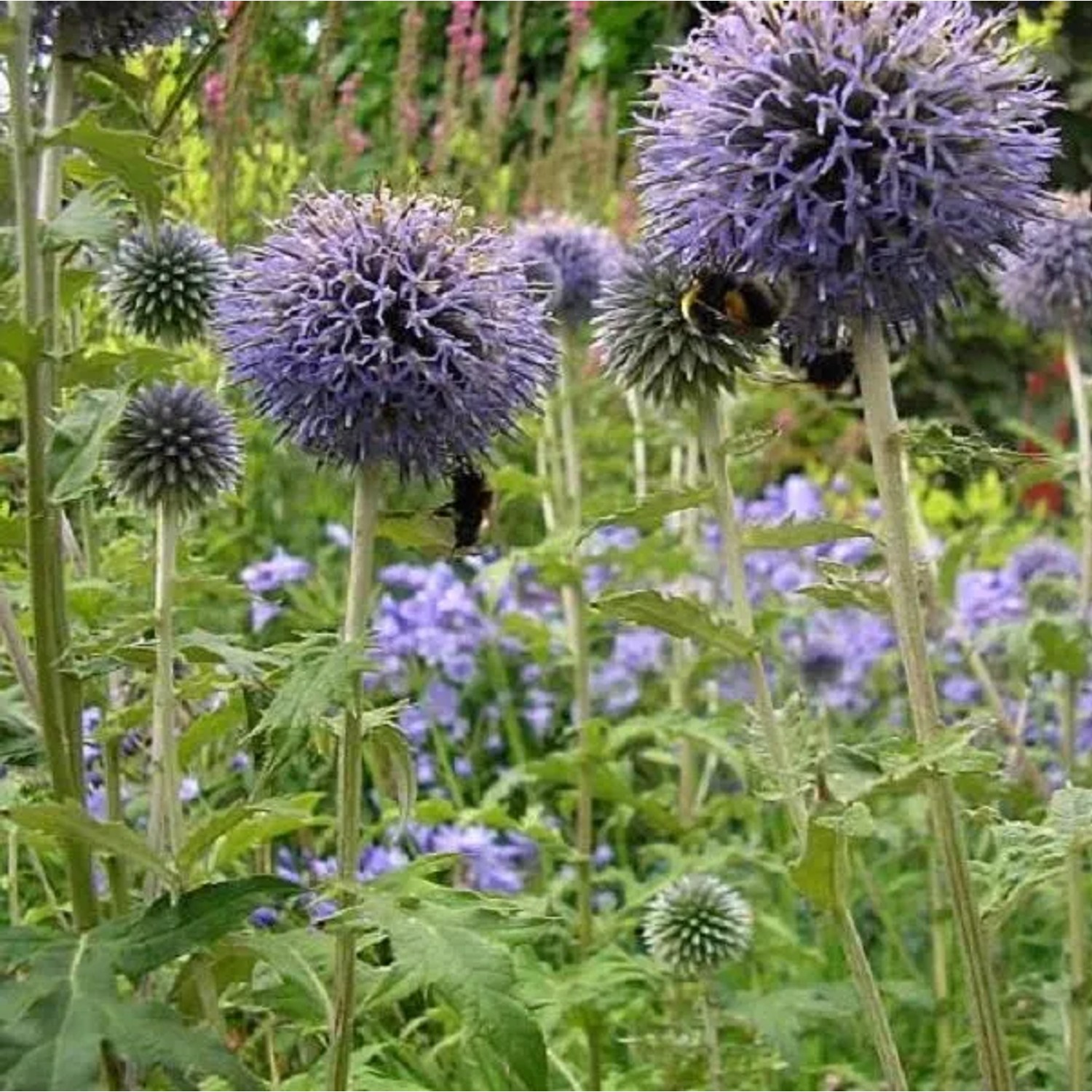 6 x Kugeldistel 'Taplow Blue' Echinops bannaticus Topf 9cm Schmetterlingspflanze