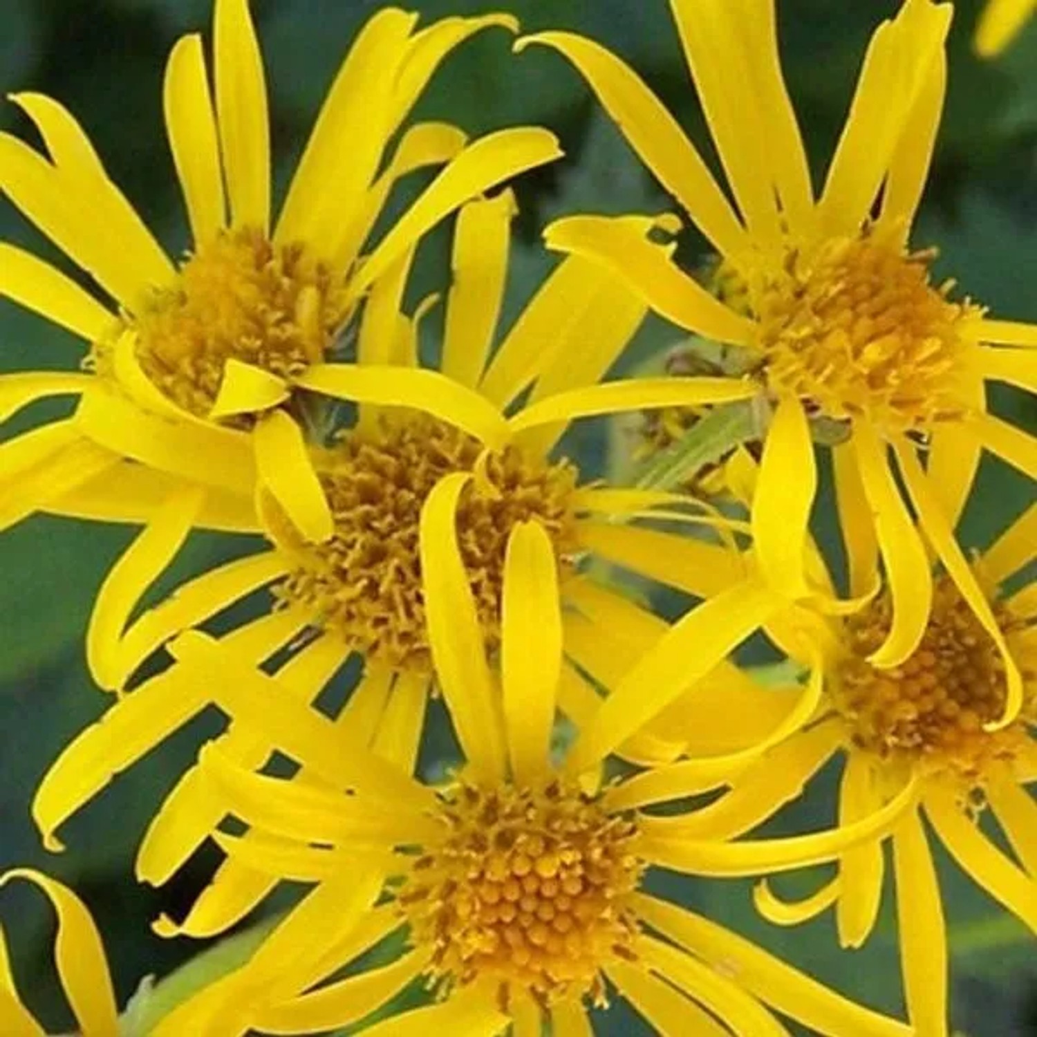 6 x Goldkolben Ligularia dentata Topf 9cm Großes Blatt