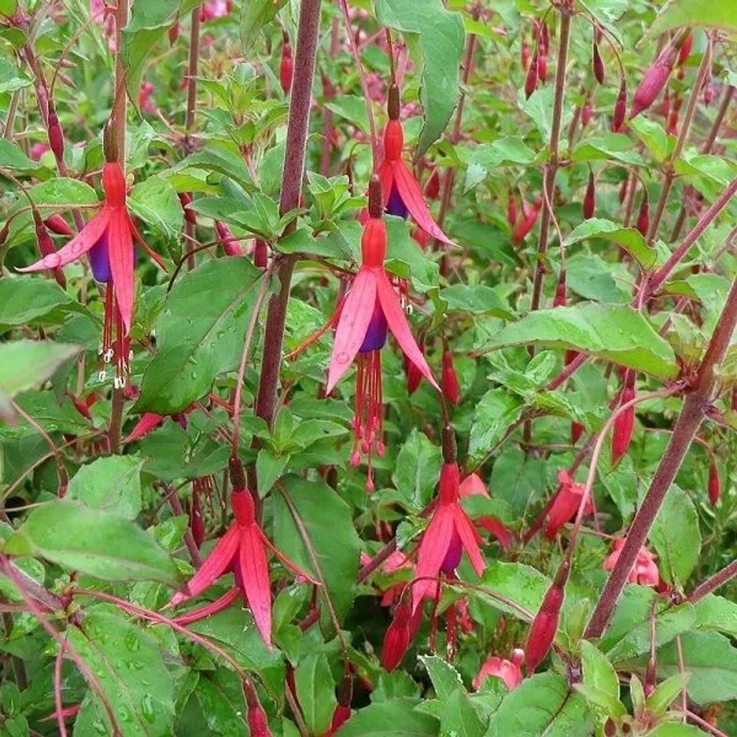 6 x Fuchsie 'Riccartonii' Fuchsia Topf 9cm Blühender Strauch