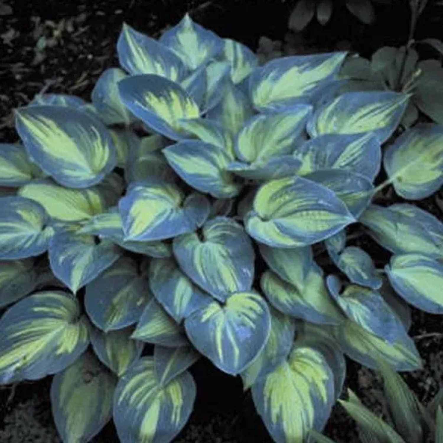 6 x Funkie 'June' Hosta Topf 9cm Gelbblaues Laub