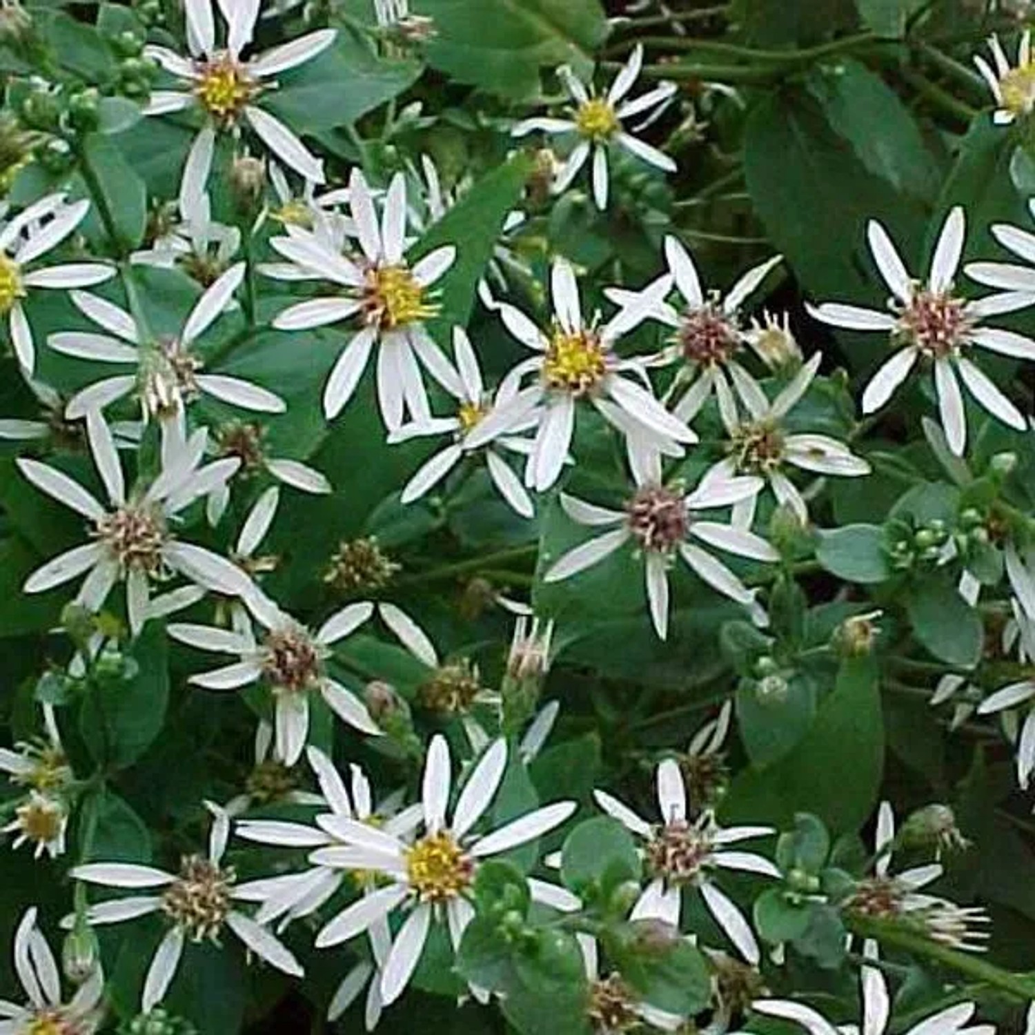 6 x Wald-Aster Aster divaricatus Topf 9cm Schmetterlingspflanze