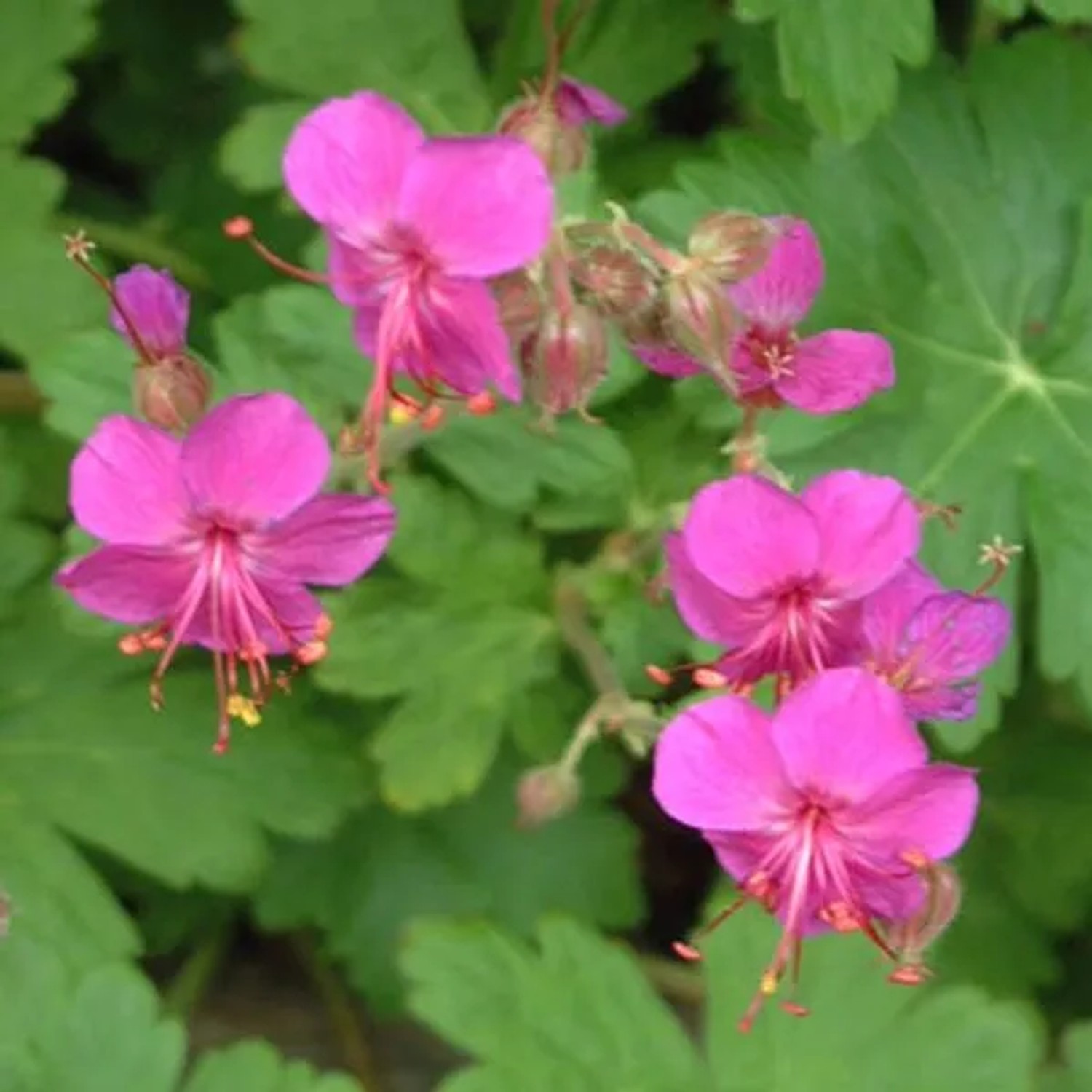 6 x Storchschnabel 'Czakor' Geranium macrorrhizum Topf 9cm Reichblühend