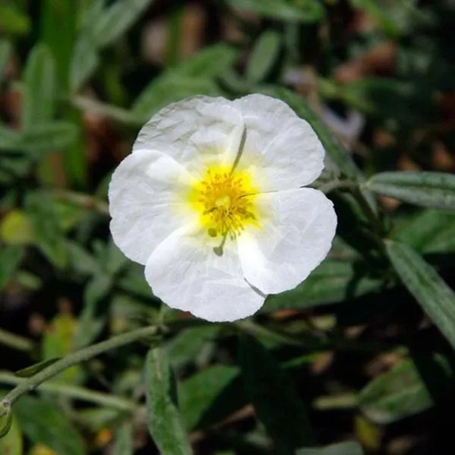 6 x Sonnenröschen 'The Bride' Helianthemum Topf 9cm Weiße Blüten