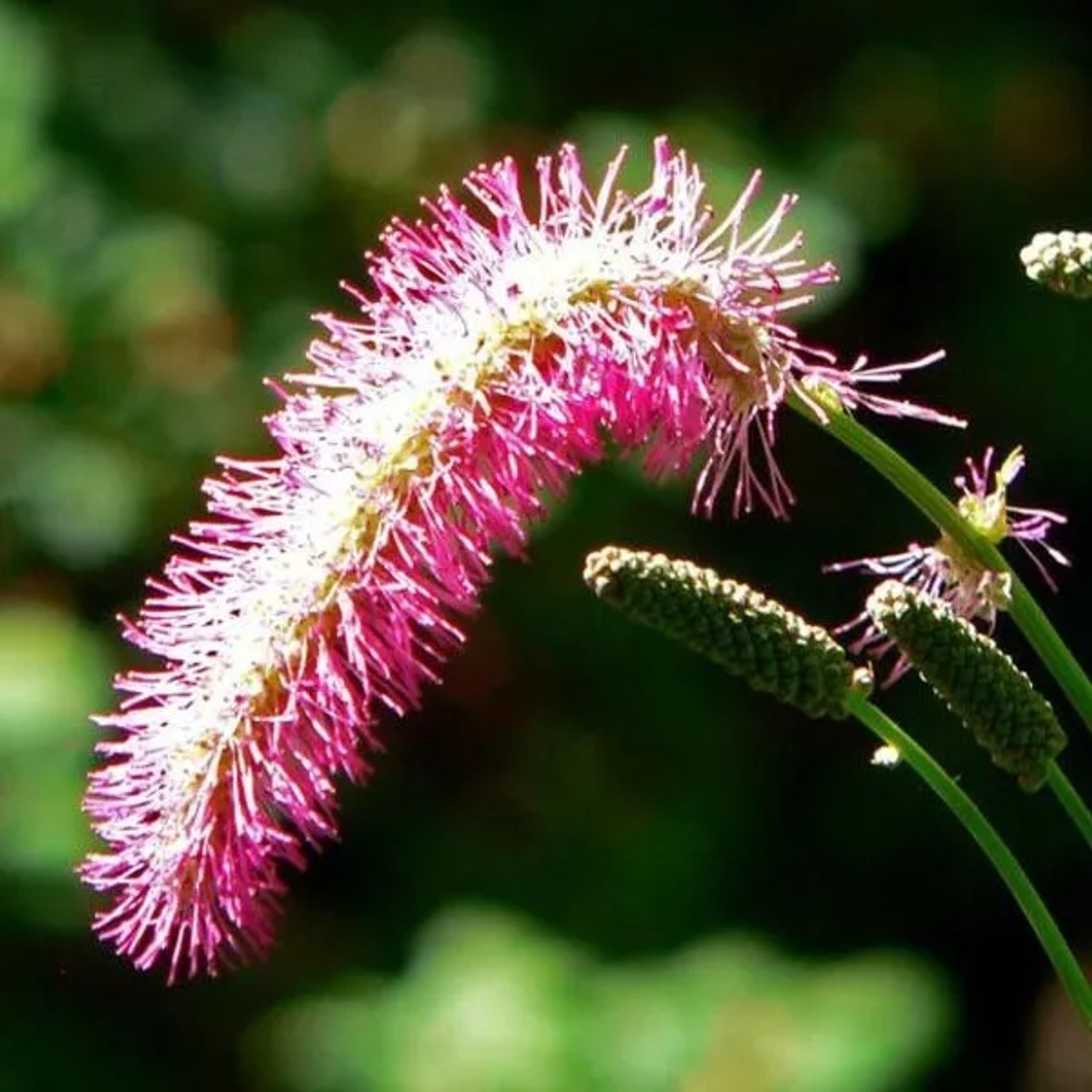 6 x Japanischer Wiesenknopf Sanguisorba obtusa Topf 9cm Schnittblume