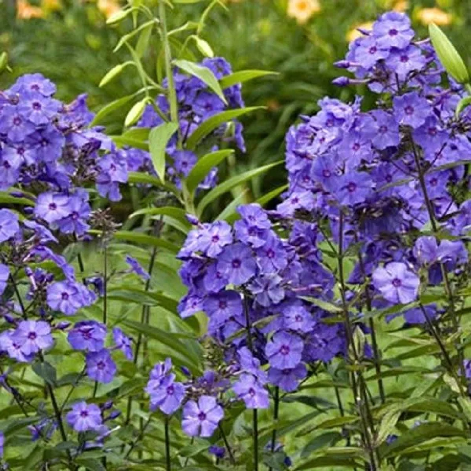 6 x Flammenblume 'Blue Paradise' Phlox paniculata Topf 9cm Blaue Blüten
