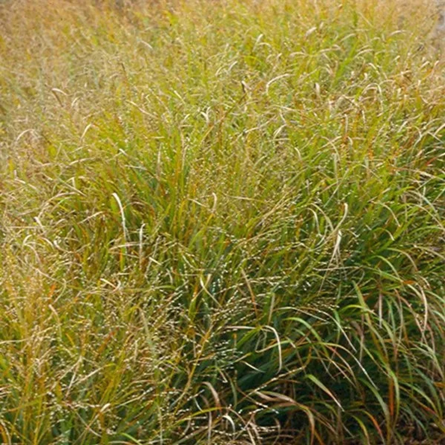 6 x Rutenhirse 'Strictum' Panicum virgatum Topf 9cm Herbstfärbung