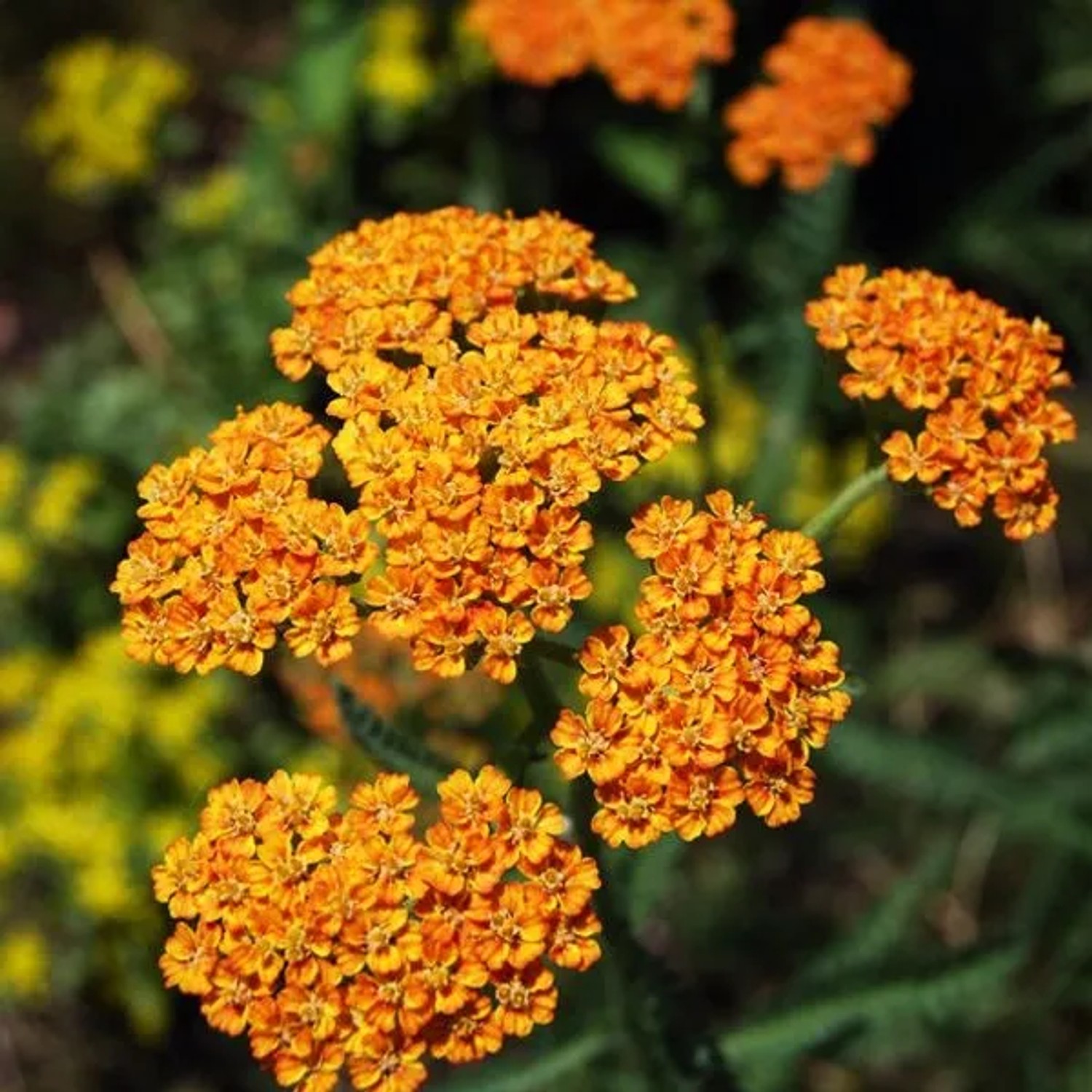 6 x Schafgarbe 'Walter Funcke' Achillea Topf 9cm Schnittblume