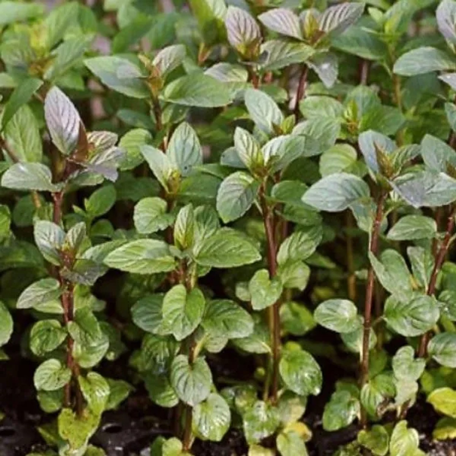 6 x Pfefferminze 'Nigra' Mentha piperita Topf 9cm Aromatisch