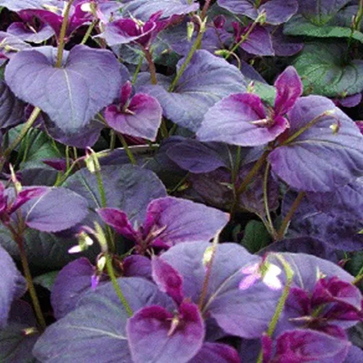 6 x Labrador-Veilchen Viola,abradorica Topf 9cm Beetrandpflanze