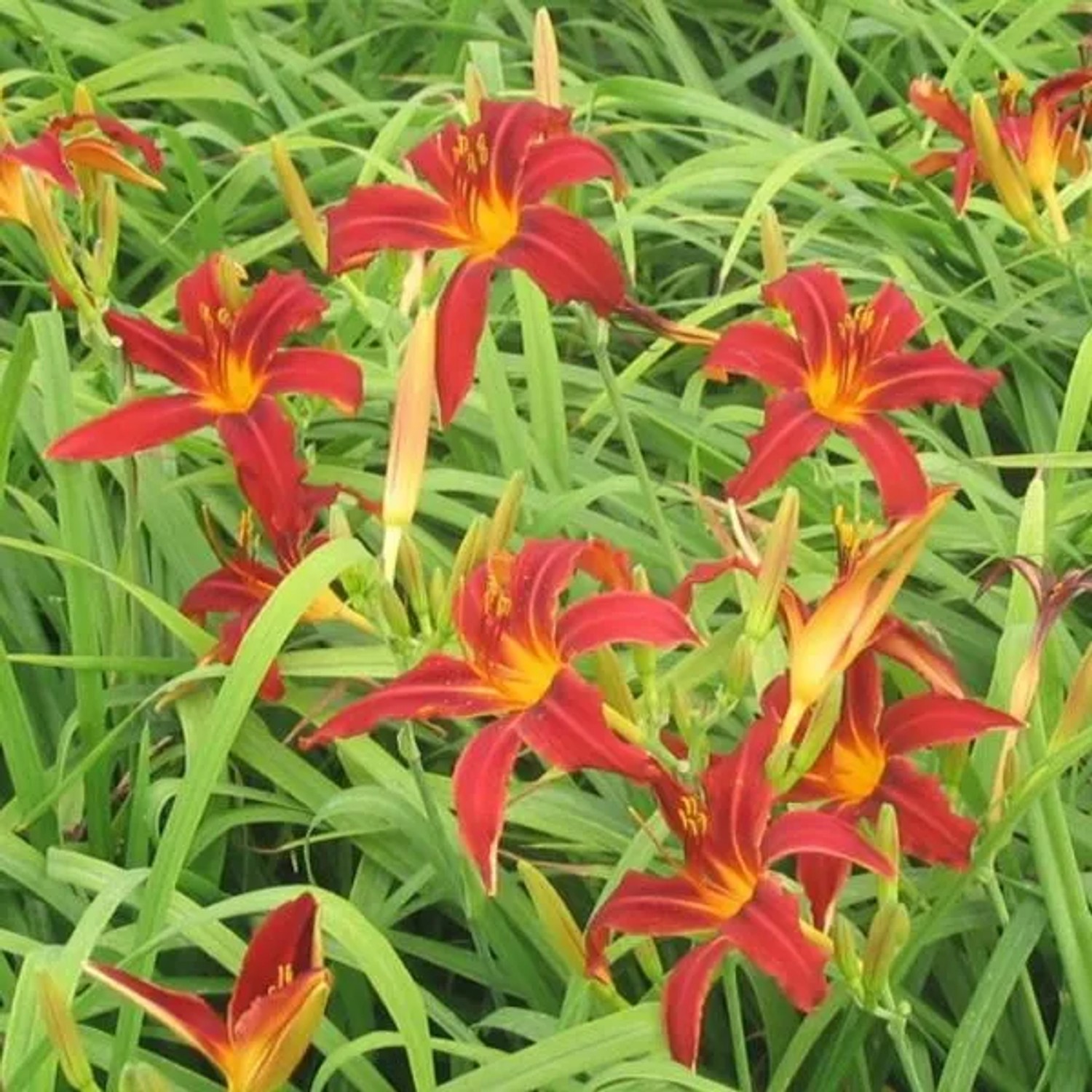6 x Taglilie 'Crimson Pirate' Hemerocallis Topf 9cm Rote Blüten