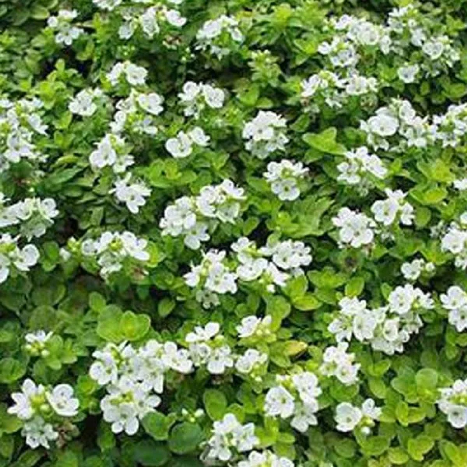 6 x Ehrenpreis Veronica Repens Topf 9cm Kriechend