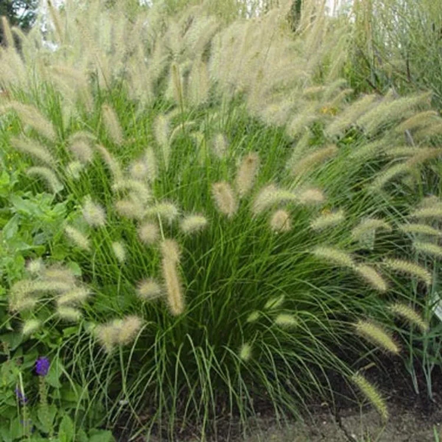 6 x Lampenputzergras Pennisetum alopecuroides Topf 9cm Sommerblüher
