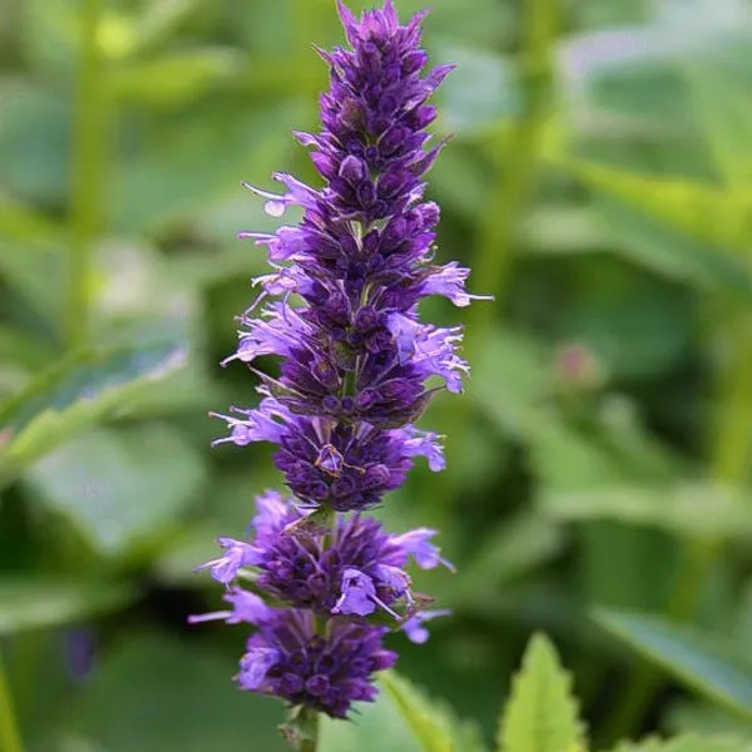 6 x Duftnessel Agastache foeniculum Topf 9cm