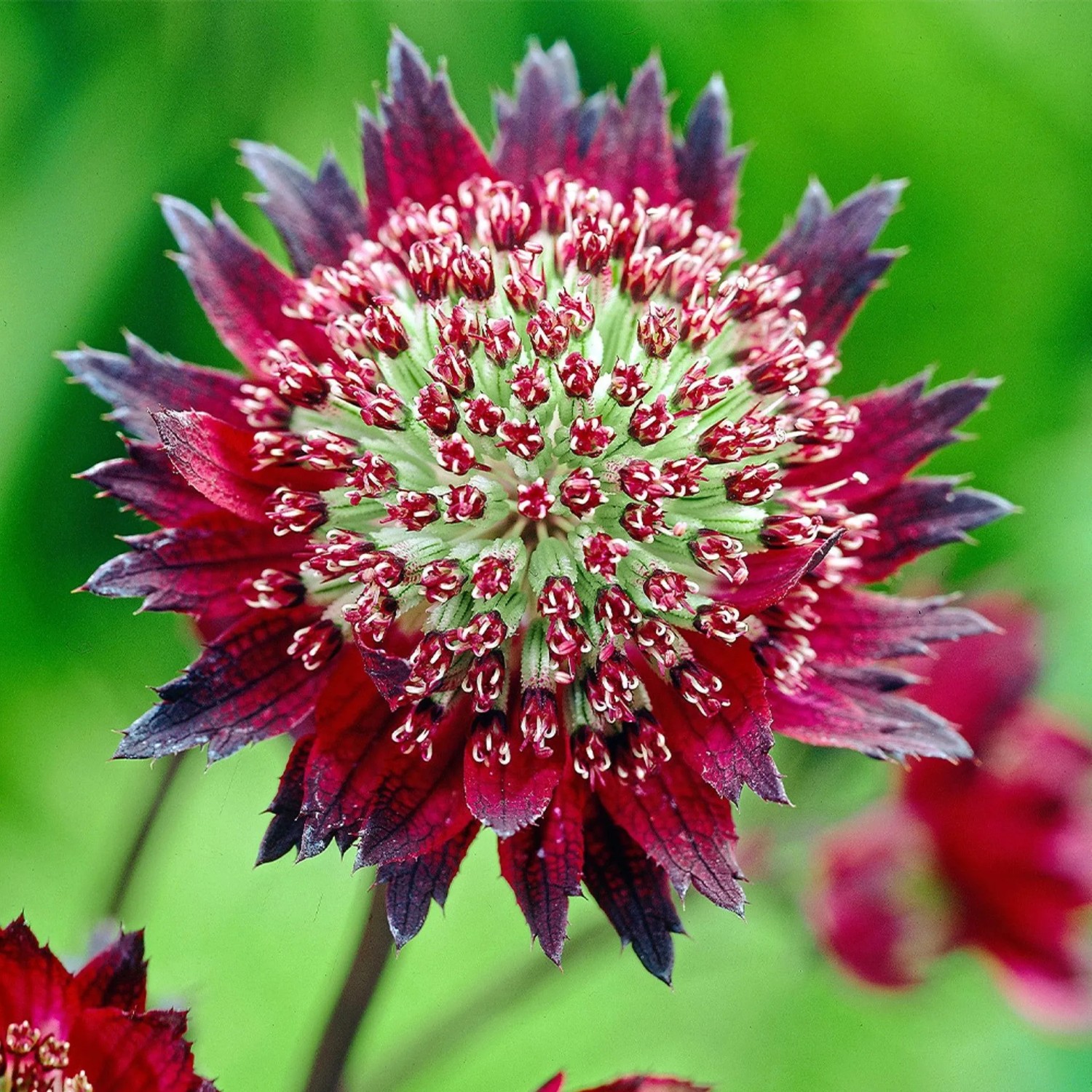 6x Sterndolde 'Moulin Rouge' Astrantia Major Topf 9 cm Dunkelrote Blüten