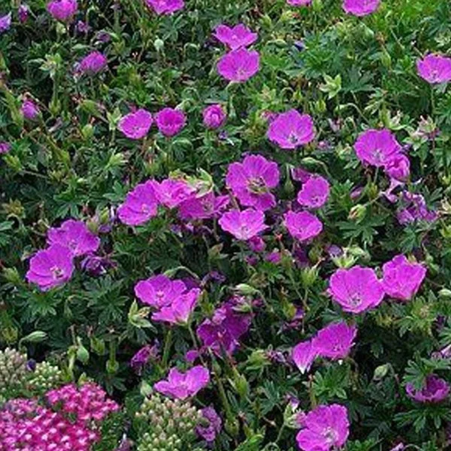 6 x Storchschnabel 'Dilys' Geranium Topf 9cm Purpurrote Blüten