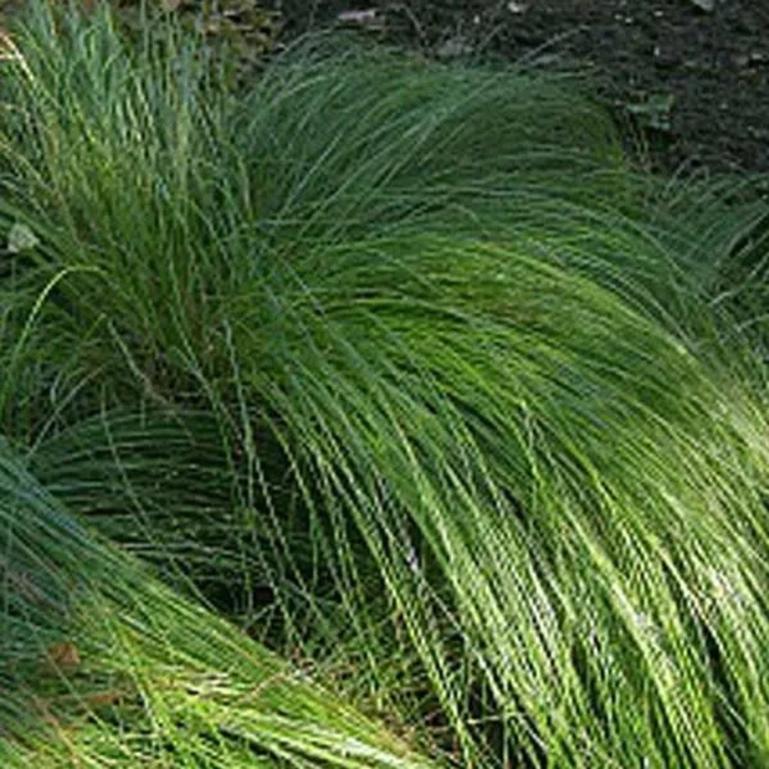 6 x Japan-Segge Carex morrowii Topf 9cm Immergrün