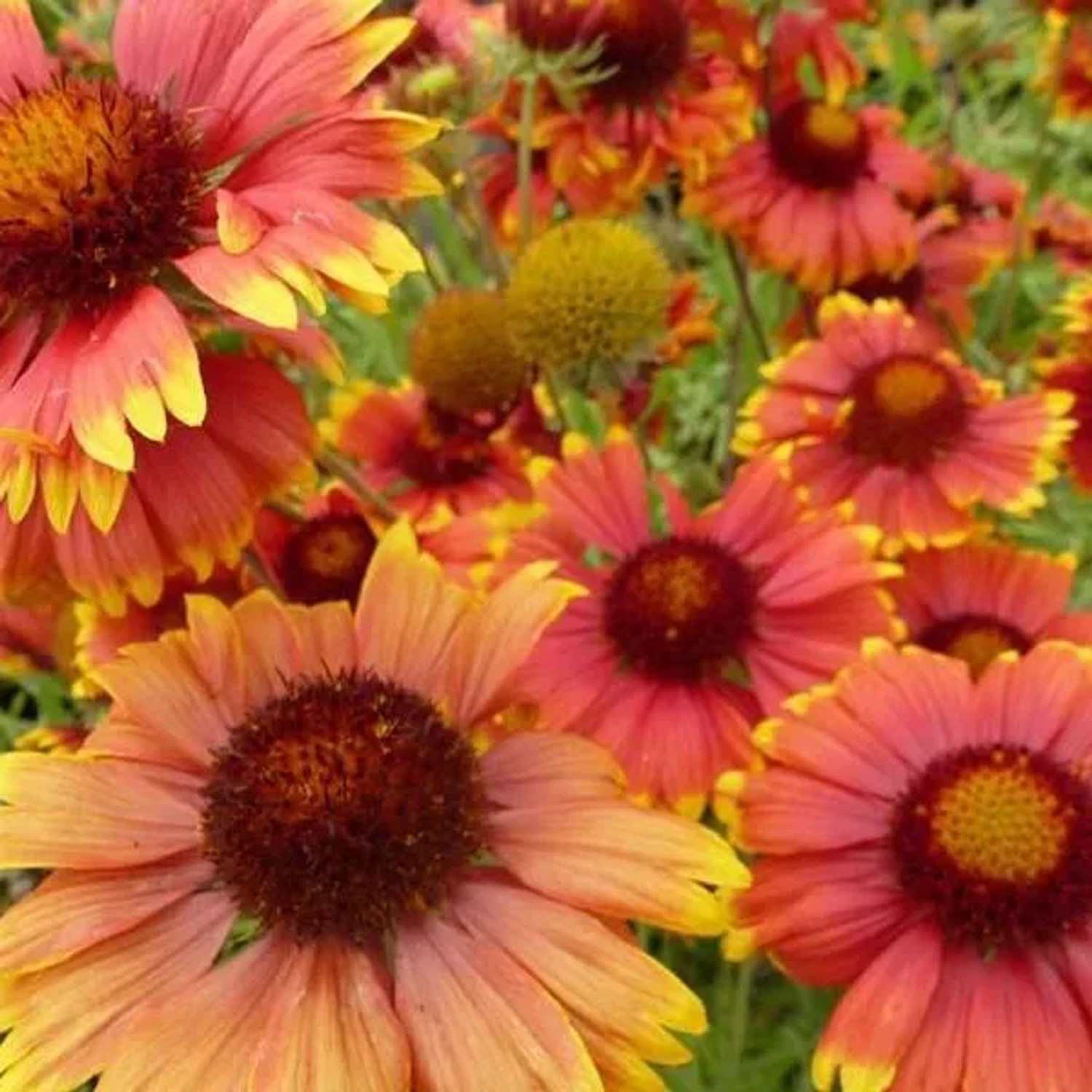 6 x Kokardenblume 'Tokayer' Gaillardia Topf 9cm Schmetterlingspflanze