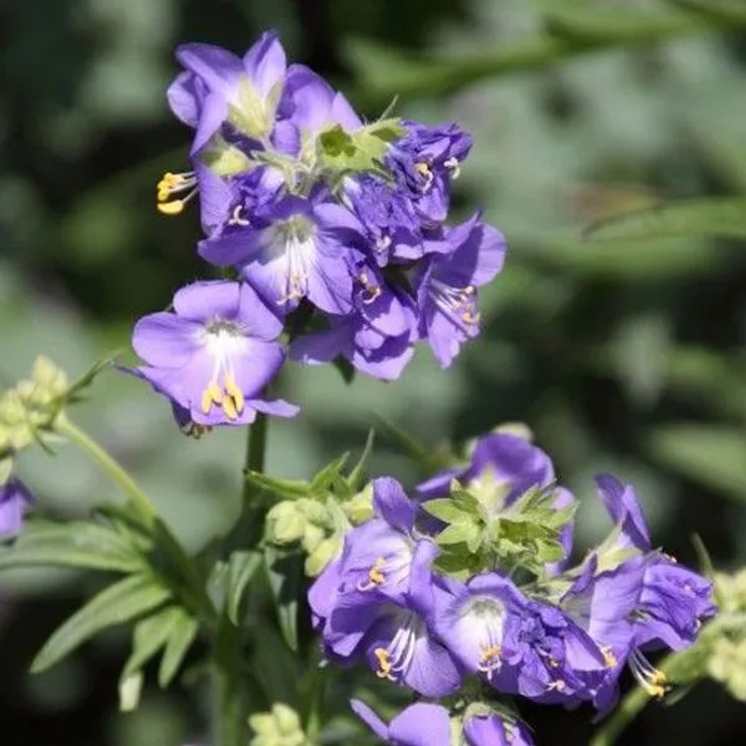 6 x Jakobsleiter Polemonium caeruleum Topf 9cm Lavendelblaue Blüten