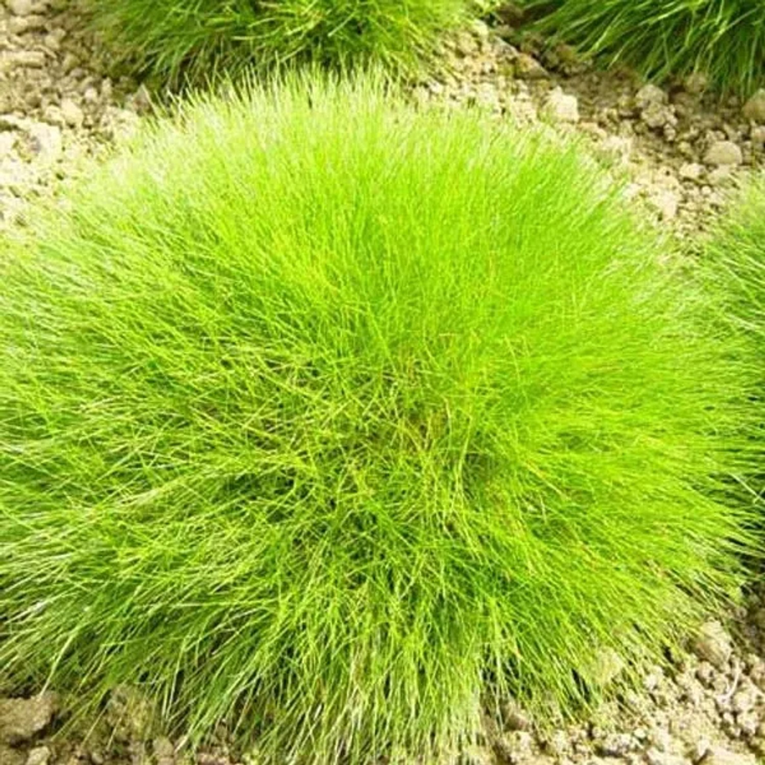 6 x Bärenfell-Schwingel Festuca Gautieri Topf 9cm Polsterbildend