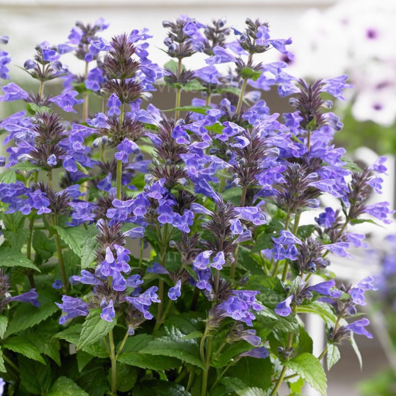 6x Katzenminze Nepeta kubanica Topf 9 cm Reichblühend