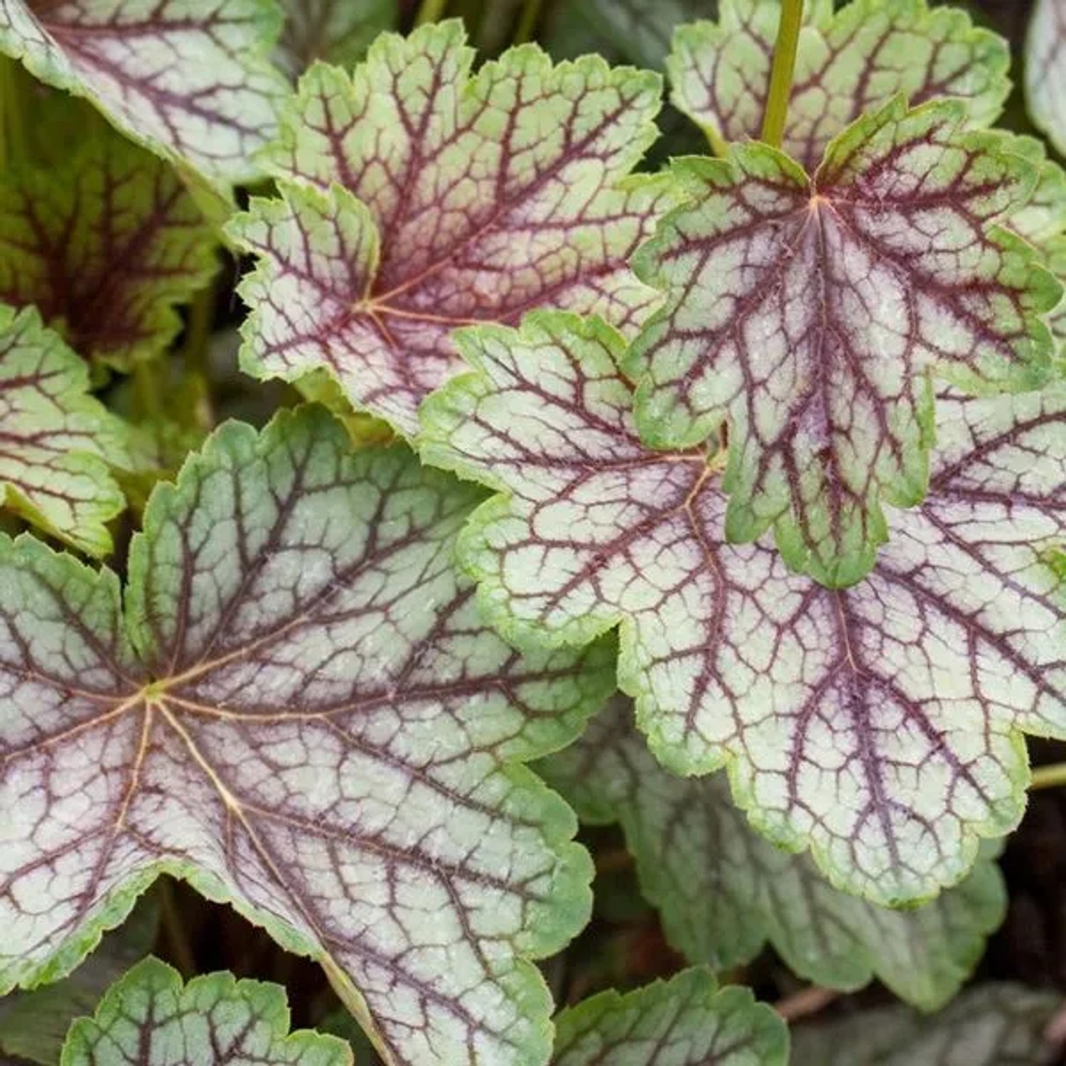 6 x Purpurglöckchen 'Green Spice' Heuchera Topf 9cm Dekoratives Laub