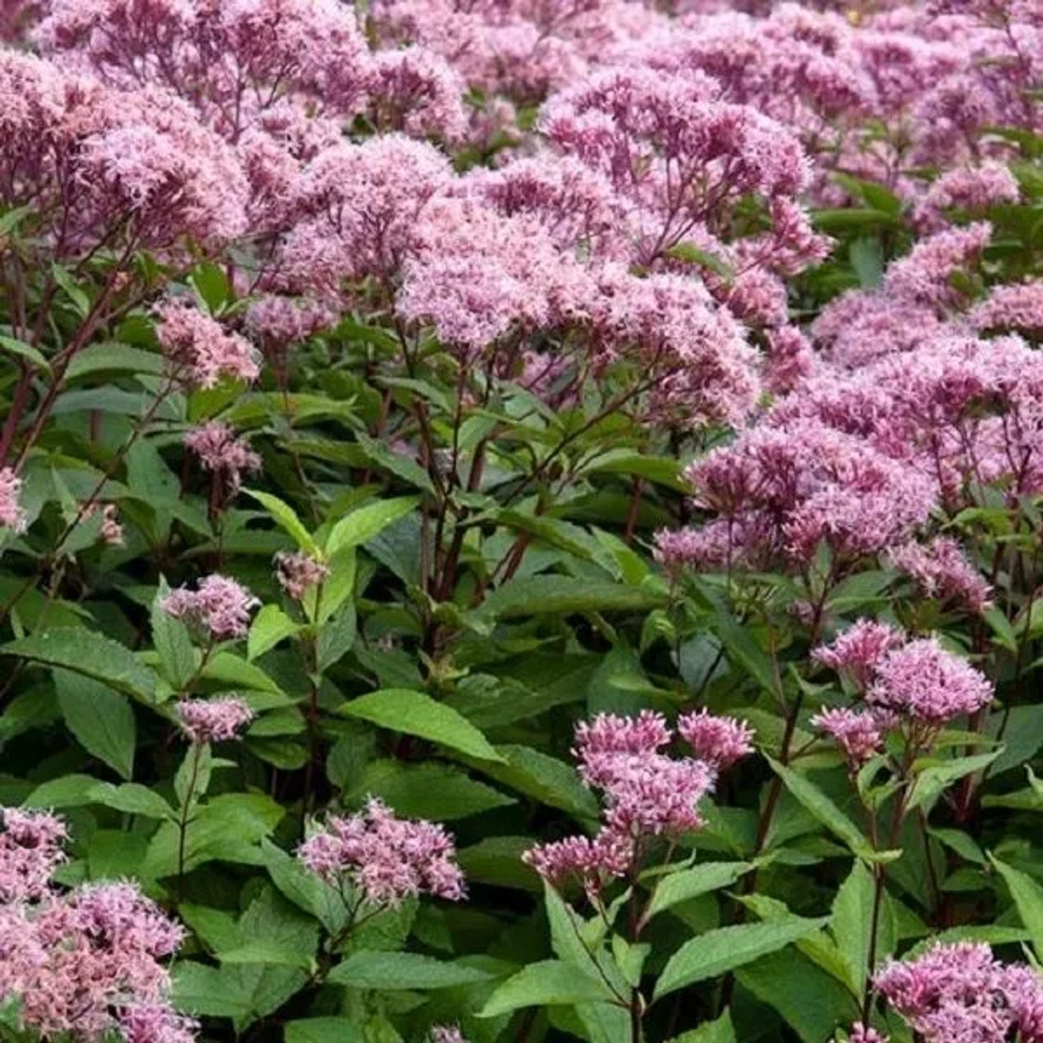 6 x Wasserdost 'Atropurpureum' Eupatorium maculatum Topf 9cm Schmetterlingspflanze