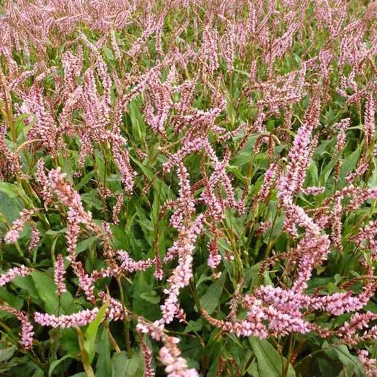 6 x Kerzenknöterich 'Pink Elephant' Persicaria amplexicaulis Topf 9cm Rosa Blüten