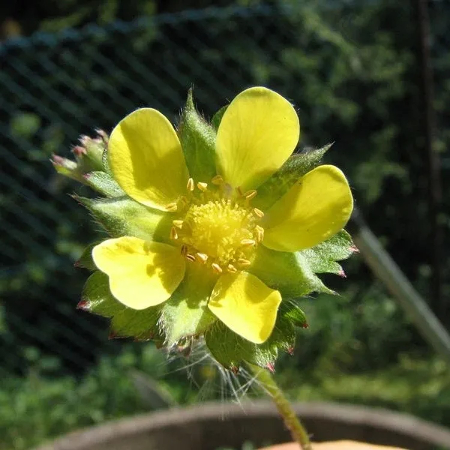 6 x Scheinerdbeere Duchesnea indica Topf 9cm Bodendeckend