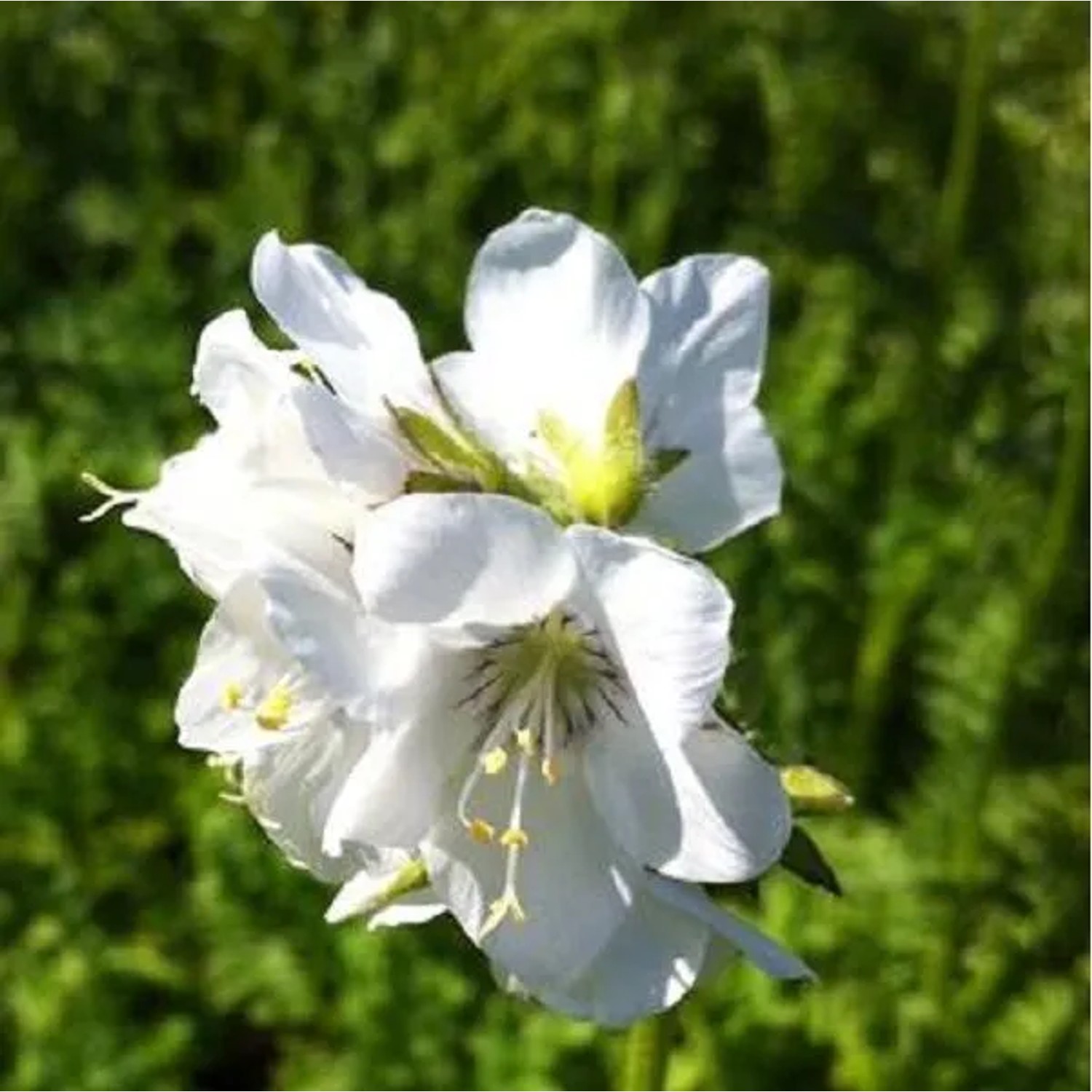 6 x Jakobsleiter 'Album' Polemonium caeruleum Topf 9cm Weiße Blüten