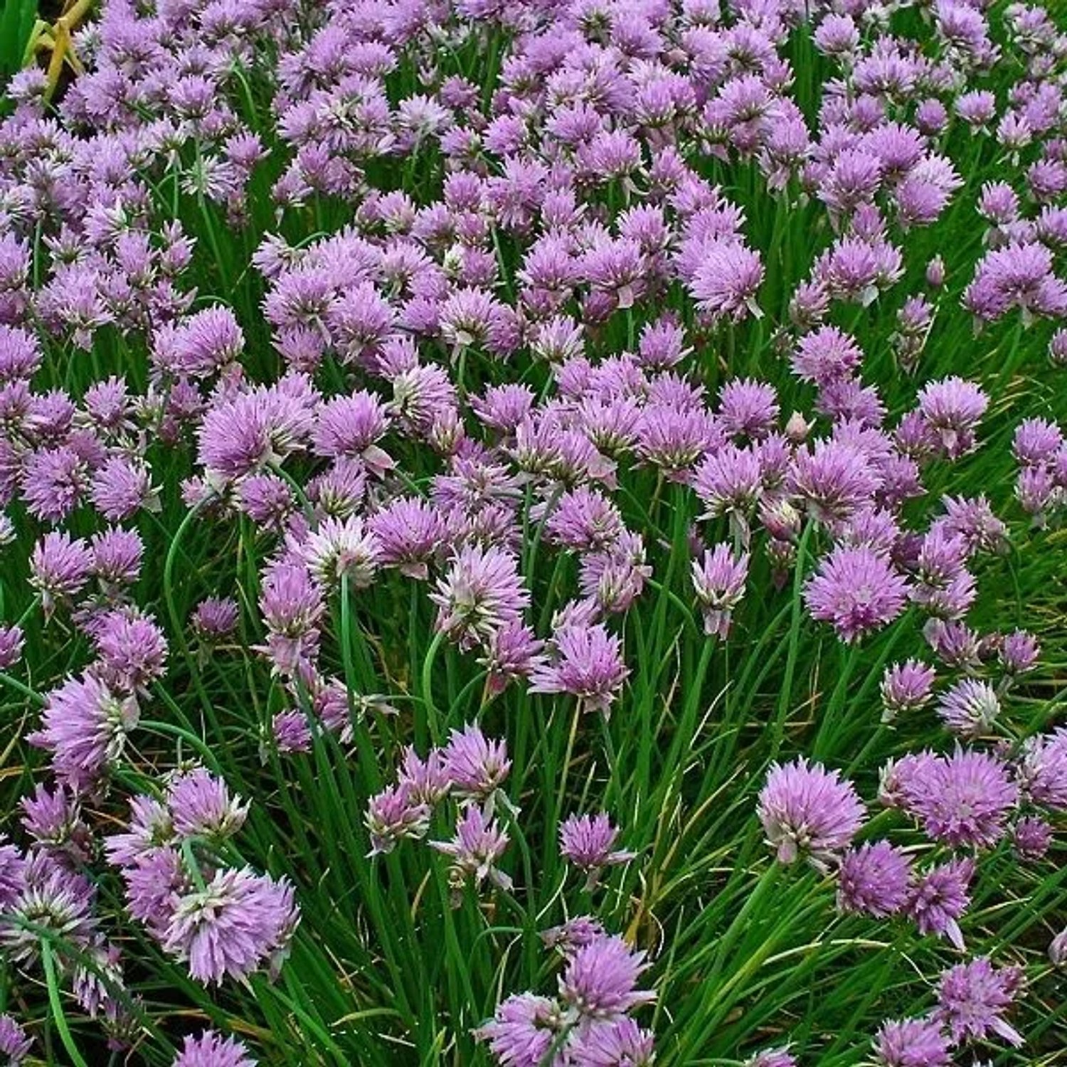 6 x Schnittlauch Allium schoenoprasum Topf 9cm Kugelige Blüten