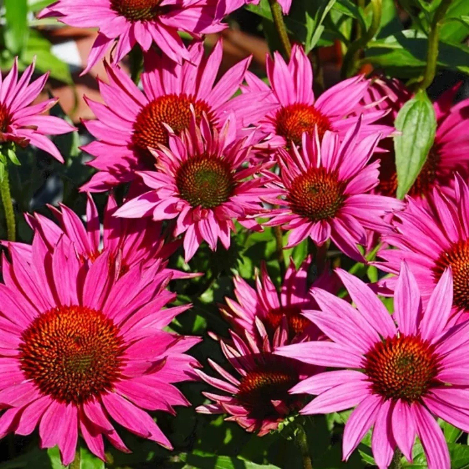 6x Scheinsonnenhut 'JS Roho' Echinacea purpurea Topf 9 cm Robuste Staude