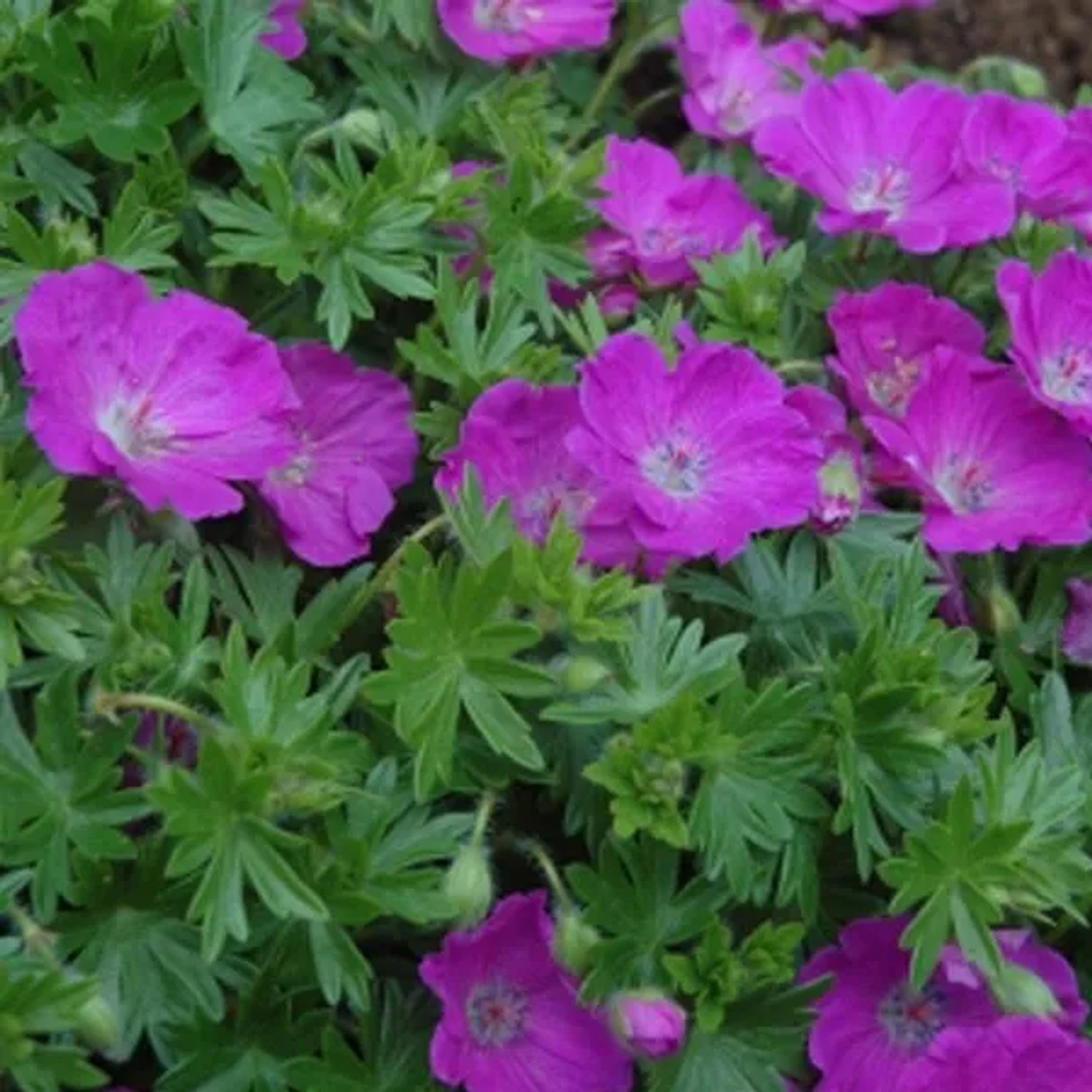 6 x Blut-Storchschnabel 'Max Frei' Geranium sanguineum Topf 9cm Kompakt