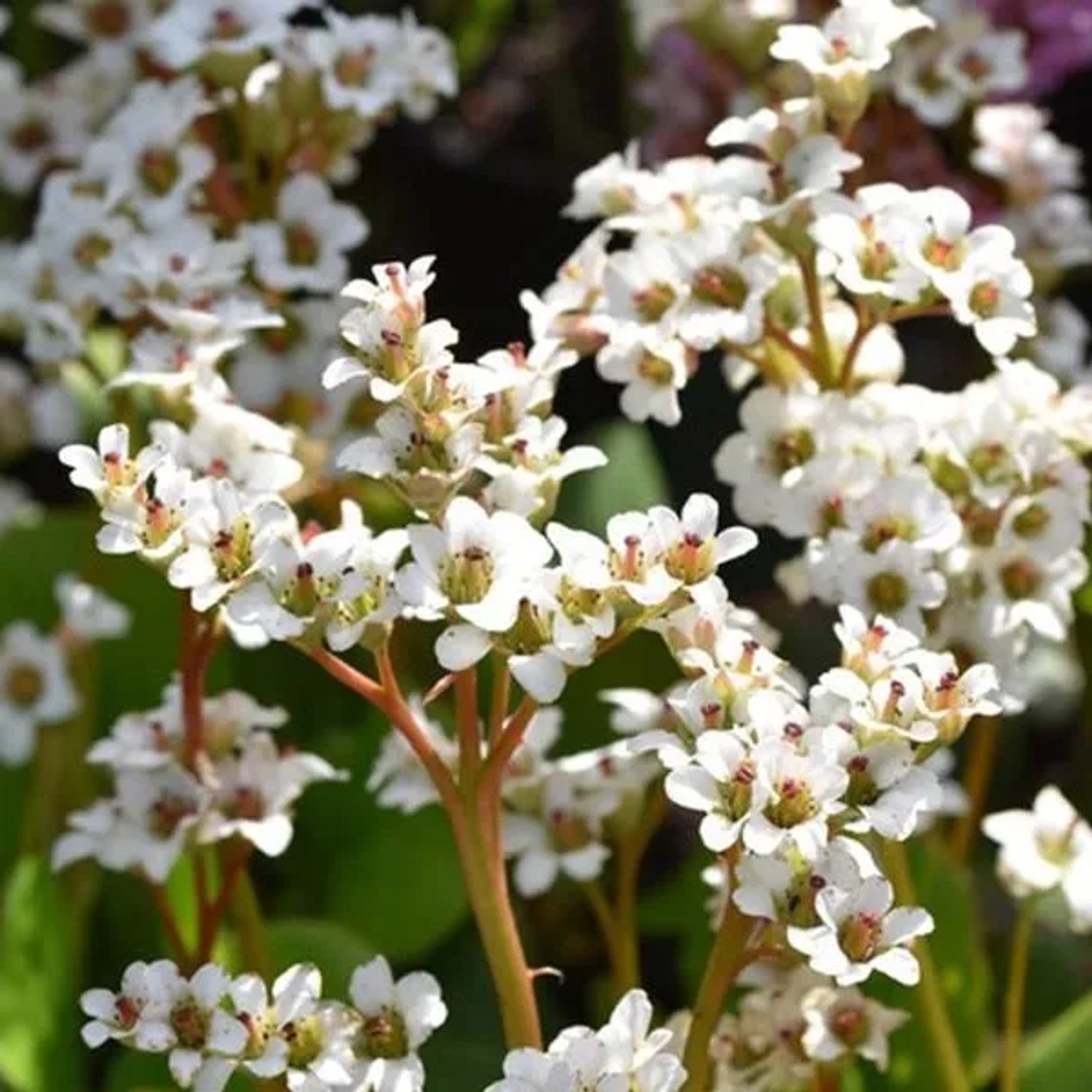 6x Bergenie 'Bressingham White' Bergenia Topf 9 cm Große Weiße Blüten