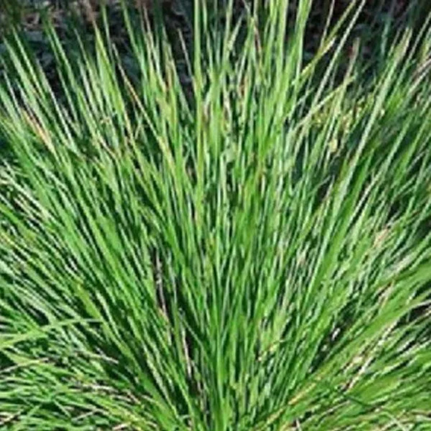 6 x Moor-Blaugras Sesleria caerulea Topf 9cm Blaugrünes Laub