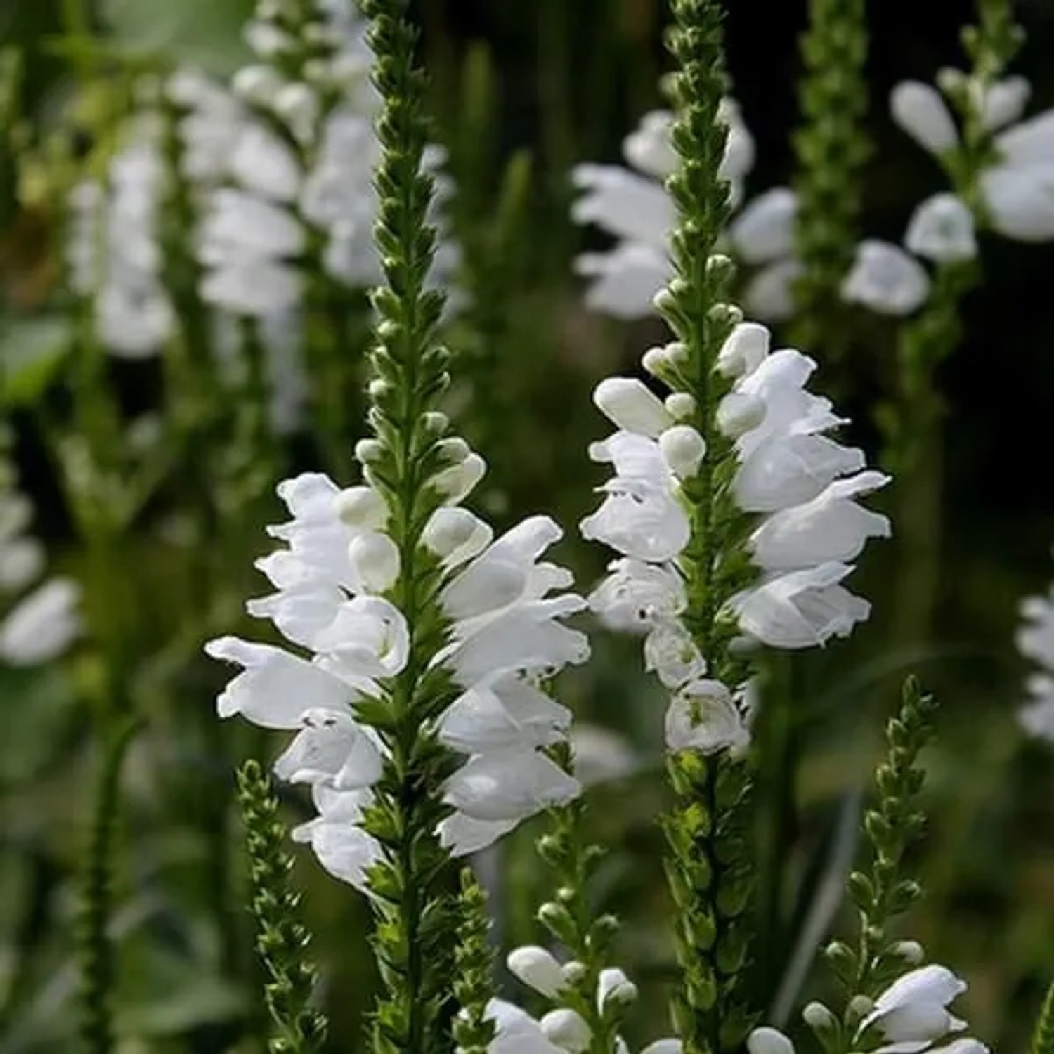 6 x Gelenkblume 'Summer Snow' Physostegia virginiana Topf 9cm Sommerblüher