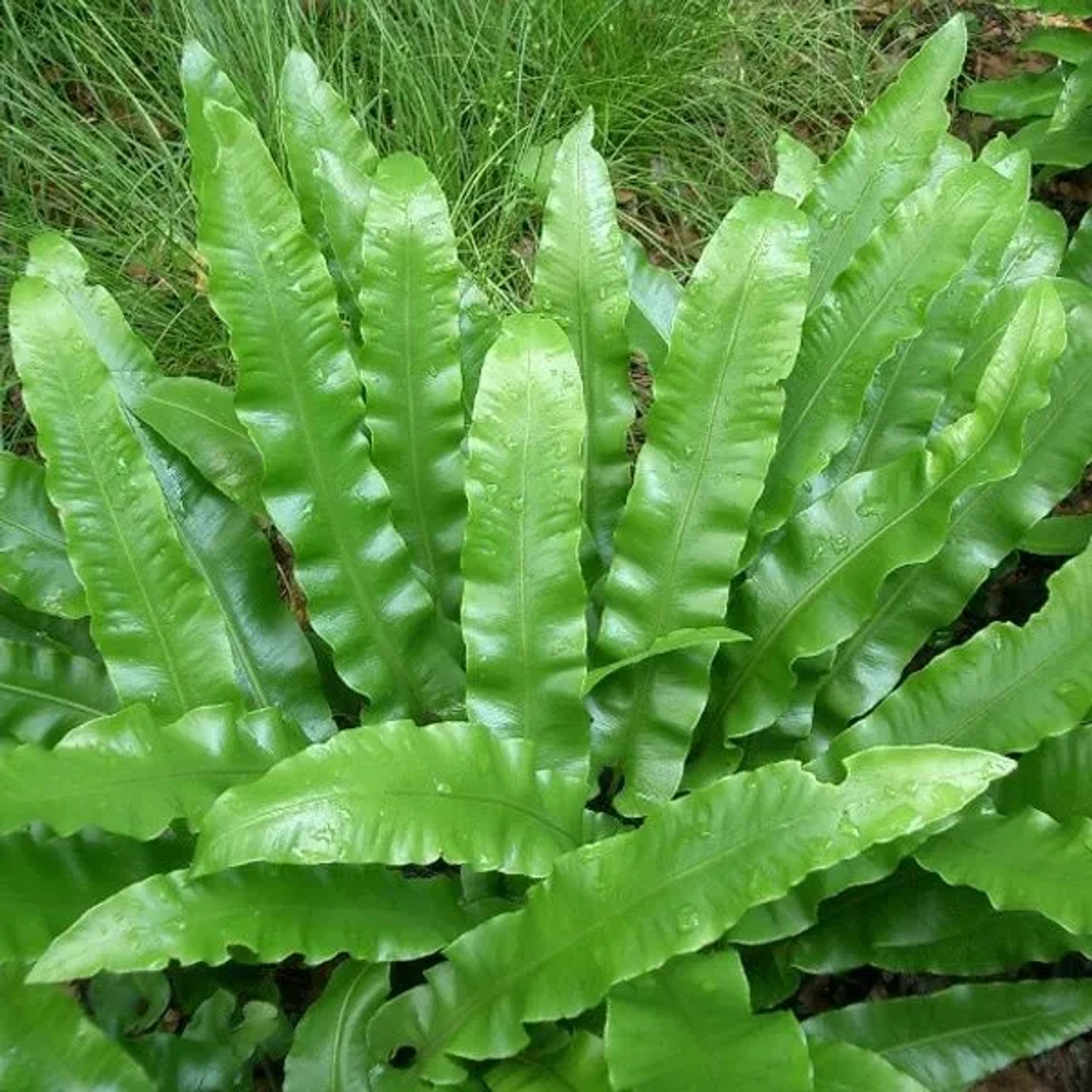 6 x Hirschzungenfarn Asplenium scolopendrium Topf 9cm Schattenpflanze
