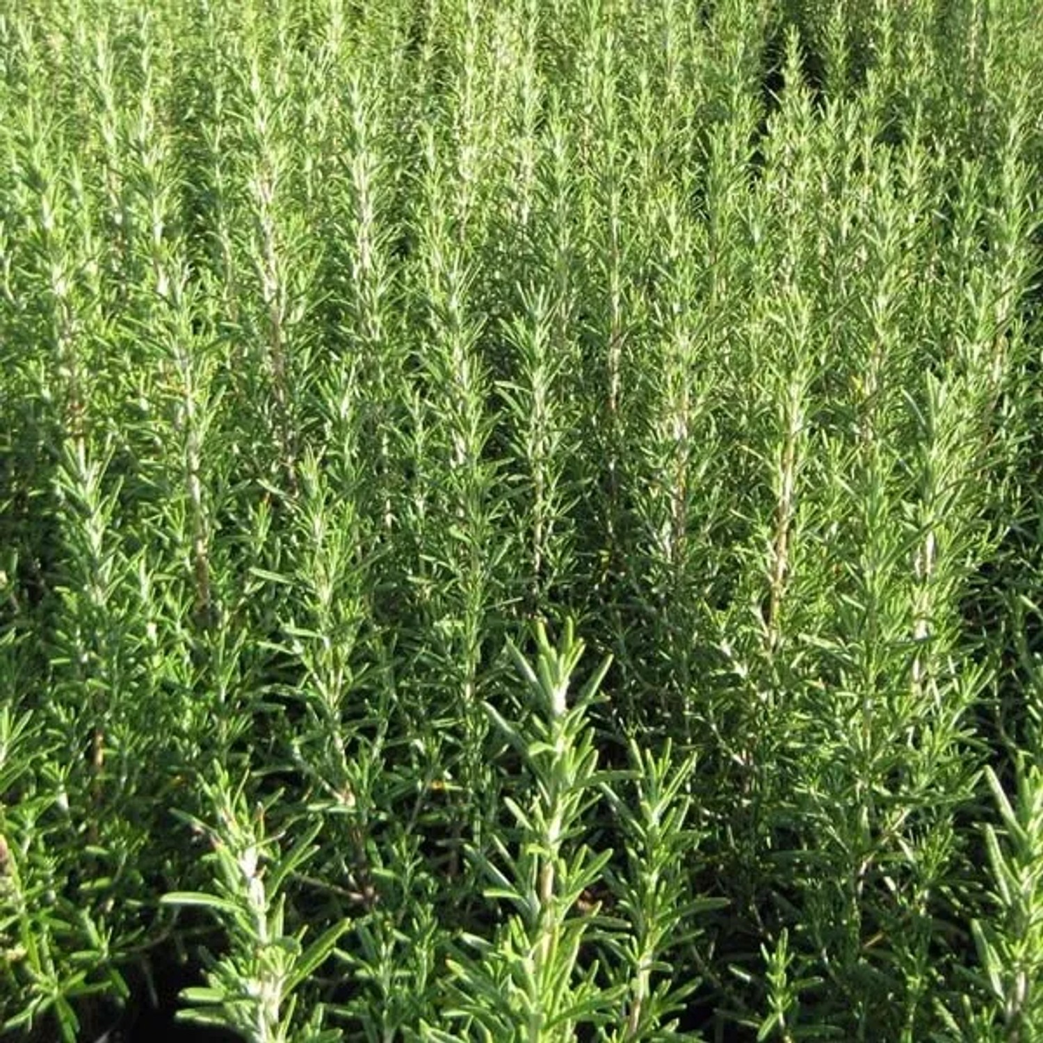 6 x Rosmarin Rosmarinus officinalis Topf 9cm Duftend
