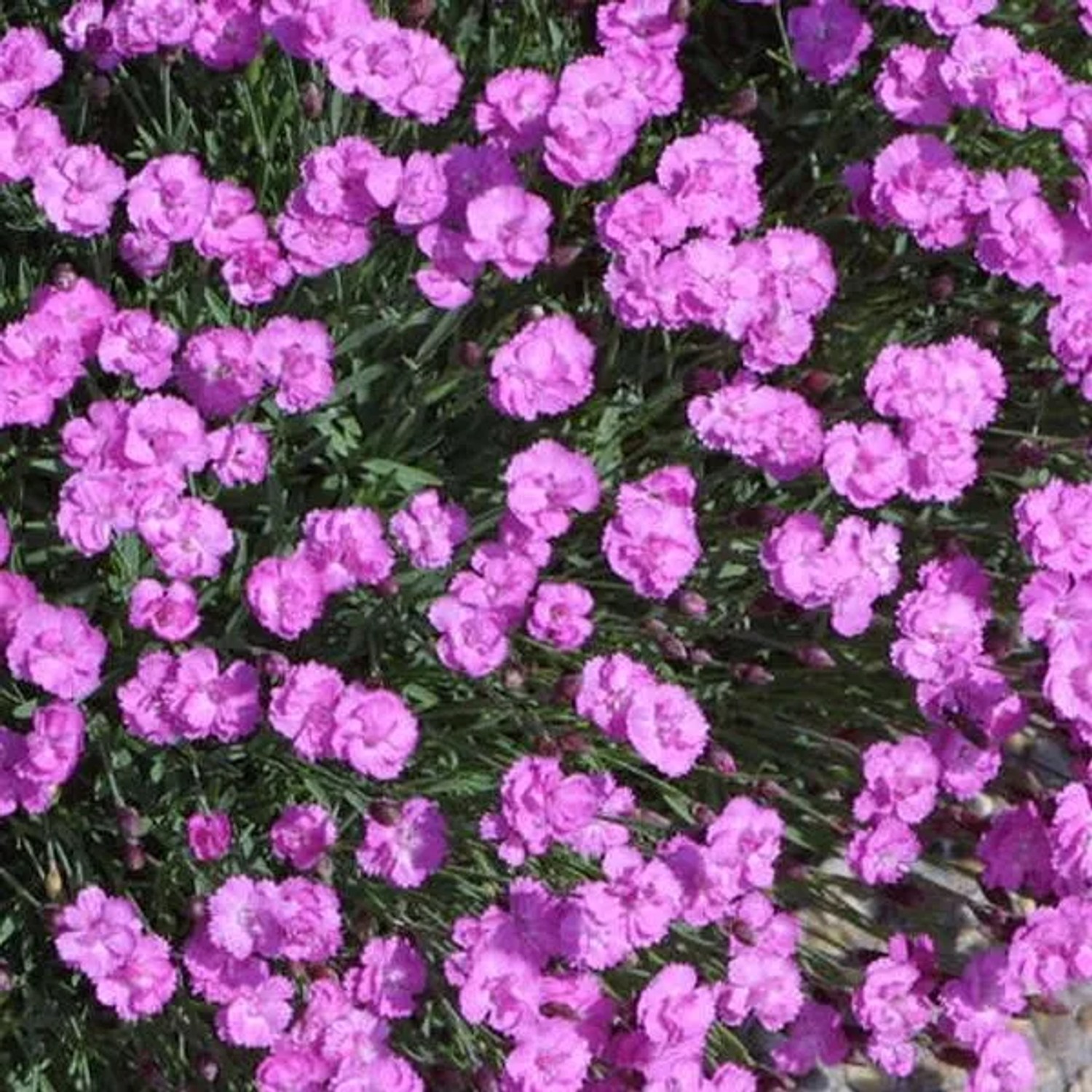 6 x Pfingstnelke 'Pink Jewel' Dianthus gratianopolitanus Topf 9cm Beetrandpflanze