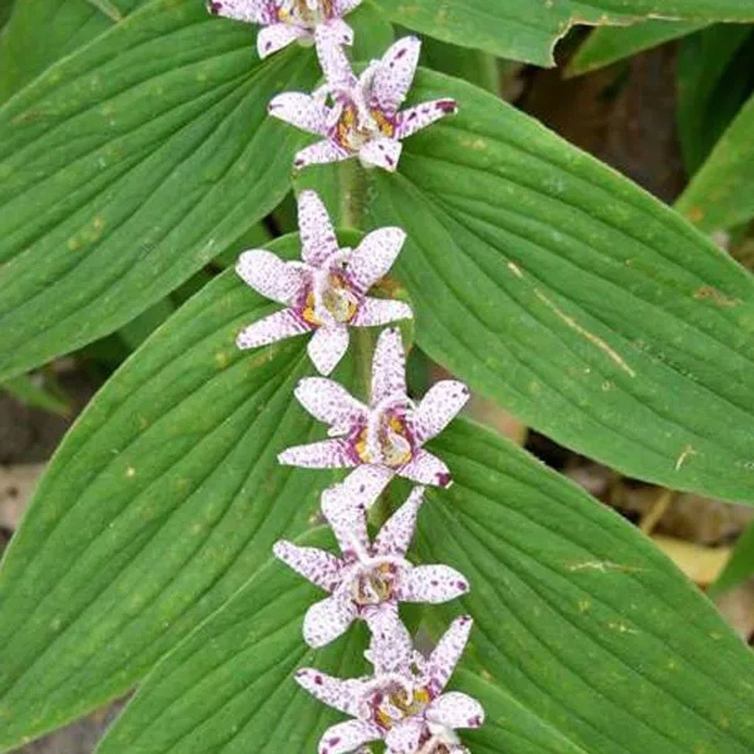 6 x Japanische Krötenlilie Tricyrtis hirta Topf 9cm Spätsommerblüher