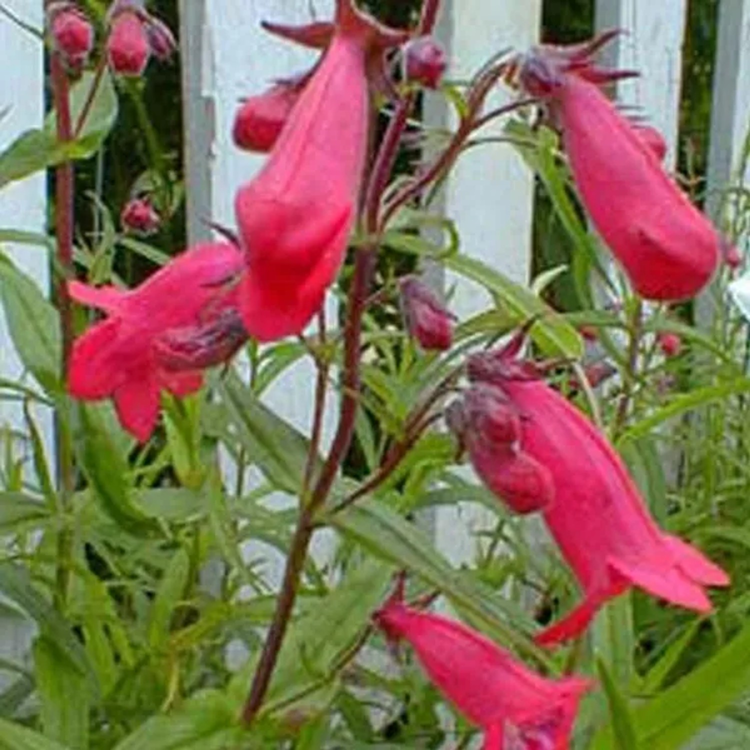 6 x Bartfaden 'Andenken an Friedrich Hahn' Penstemon Topf 9cm Reichblühend