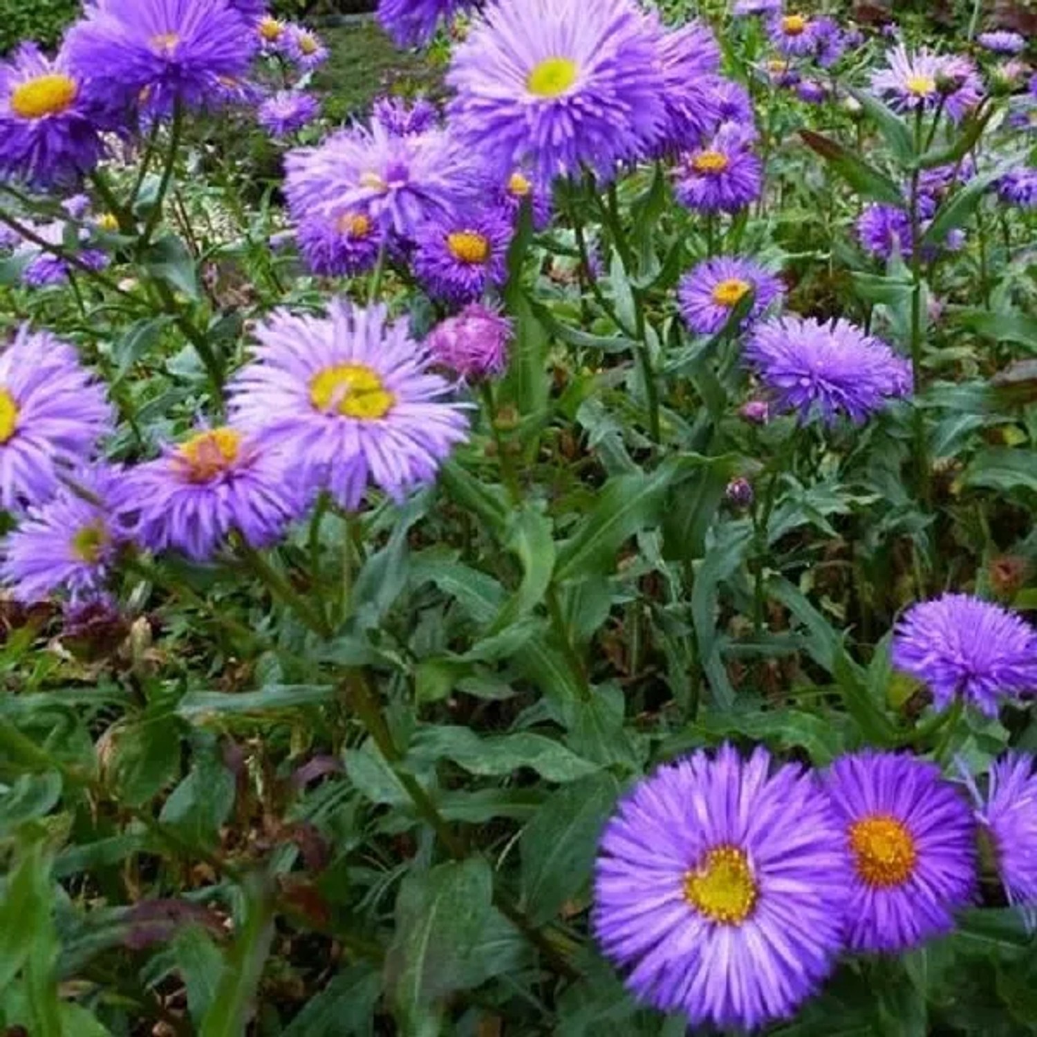 6 x Feinstrahl 'Azurfee' Erigeron Topf 9cm Lange Blütezeit