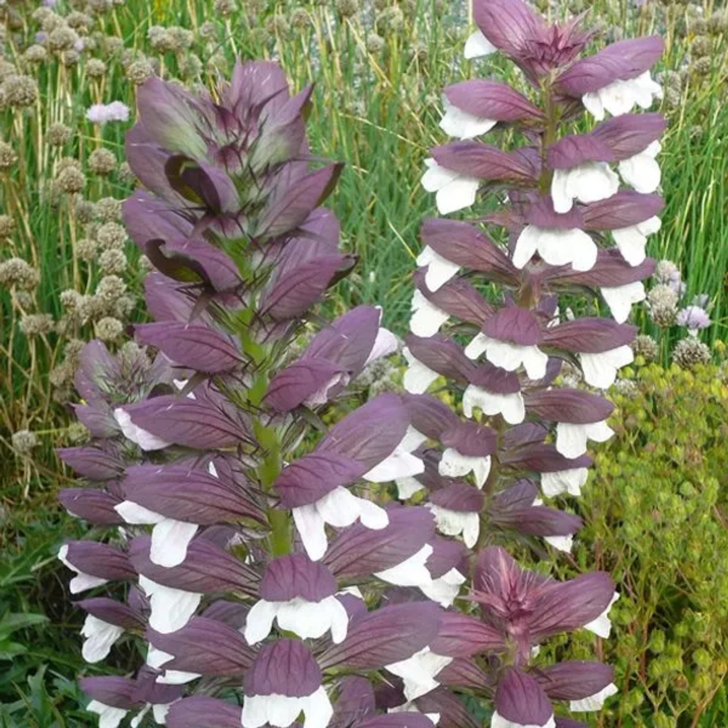 6 x Bärenklau 'Albiflorus' Acanthus mollis Topf 9cm Weiße Blüten